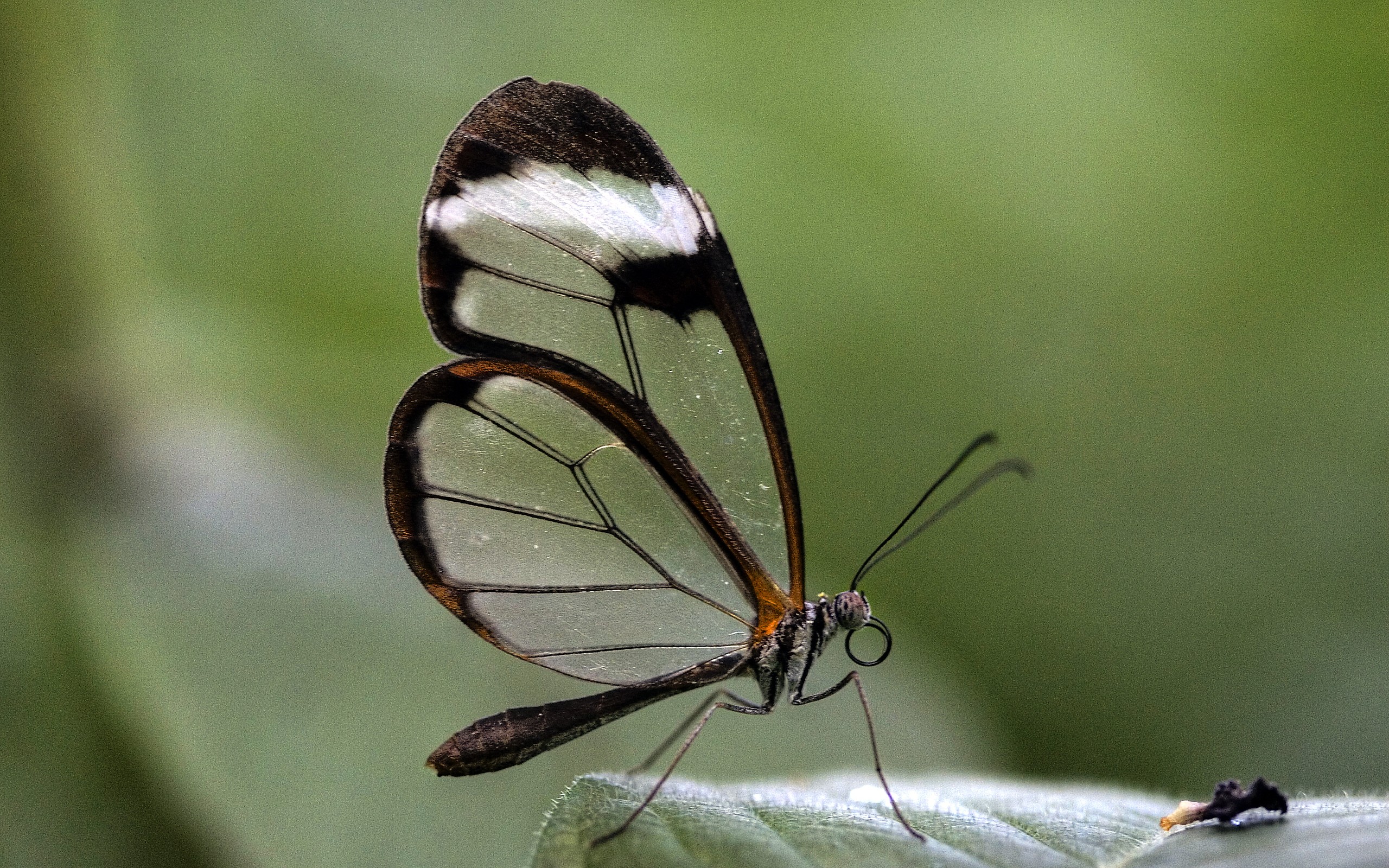Why Are Glasswing Butterfly Wings See-Through?