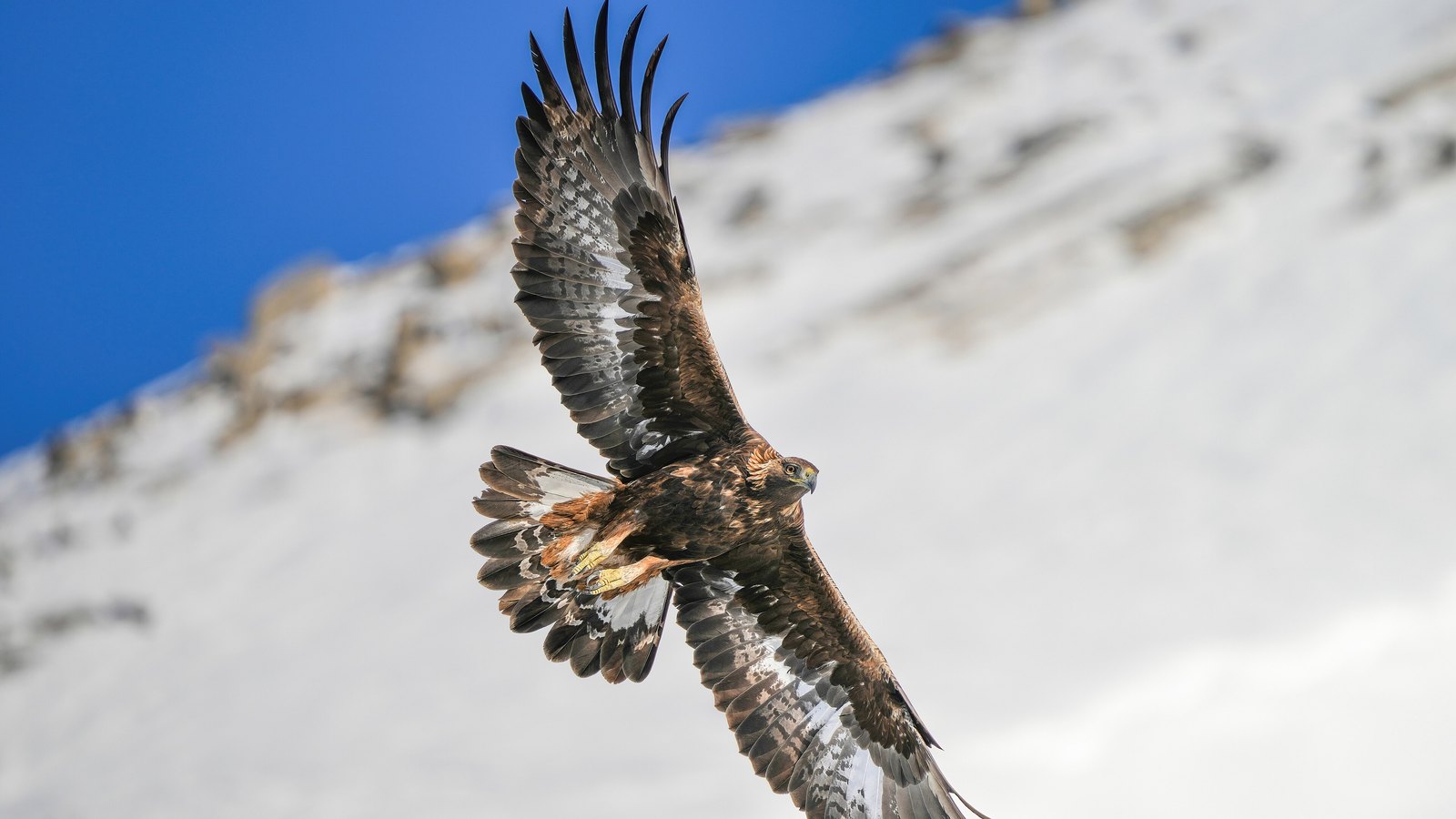 Golden Eagle: How Big, How Fast, and Scotland's Record Comeback