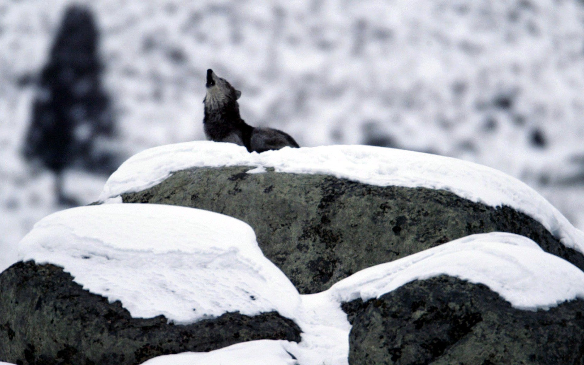 Gray Wolf: Do Wolves Really Howl at the Moon?