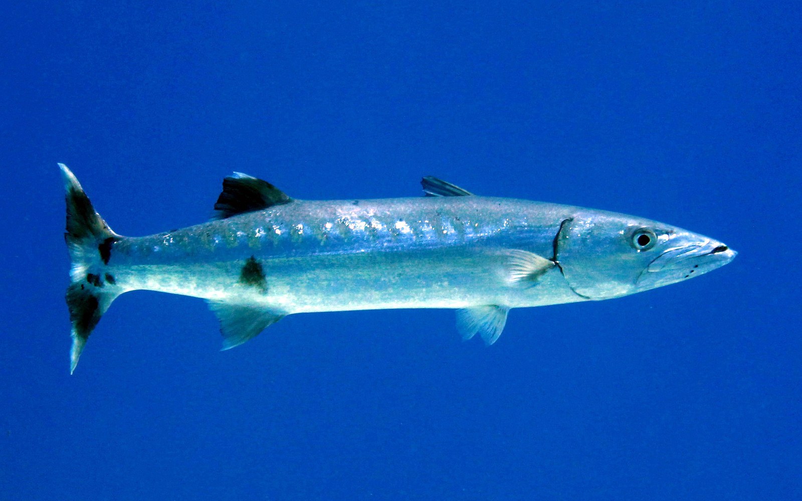 Do Barracudas Attack Humans? What the Bite Record Shows