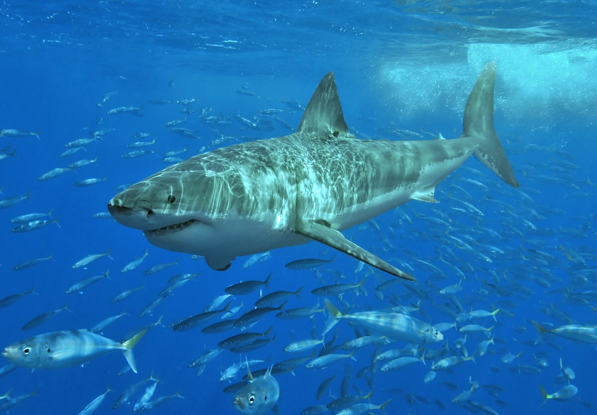 Great White Shark: Apex Ambush Hunter with Warm Muscles