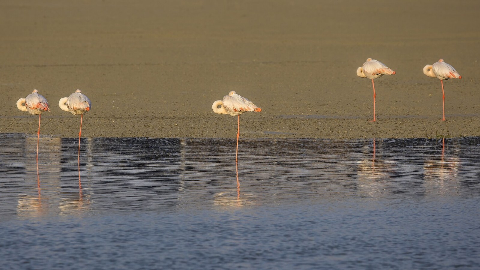Why Are Greater Flamingos Pink — and Why Stand on One Leg?