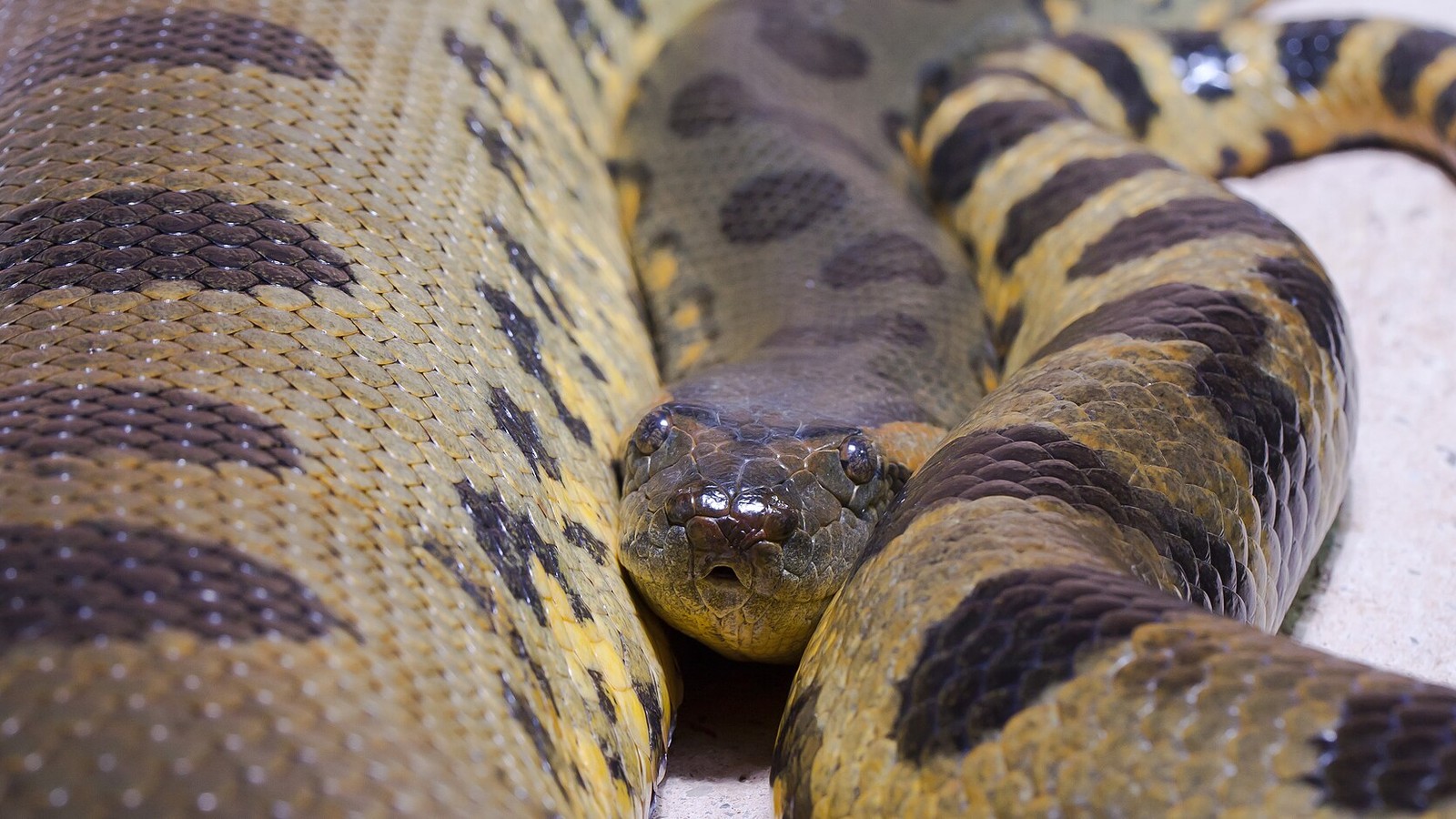 Green Anaconda: World's Heaviest Snake in the Flooded Basin