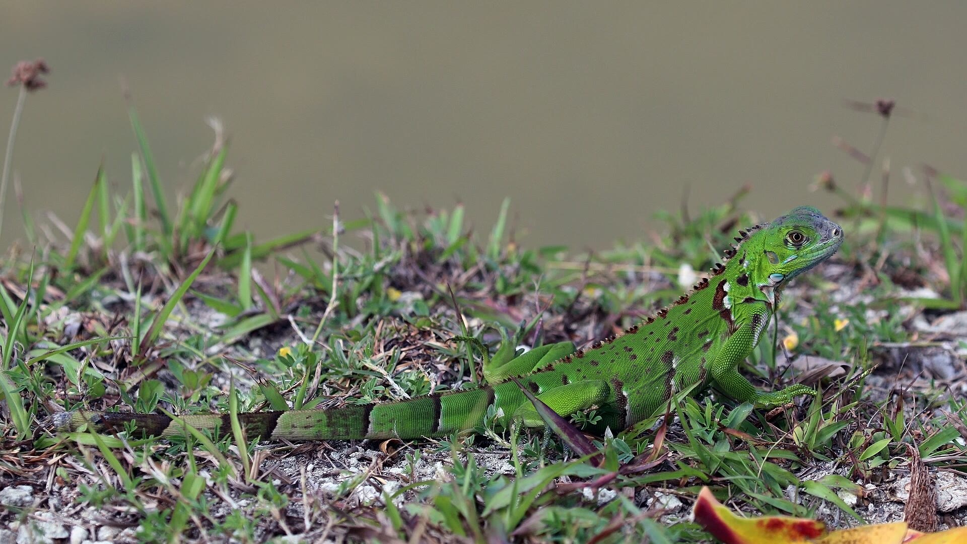 Green Iguana: Arboreal Herbivore, Third Eye, and Invasive Colonizer