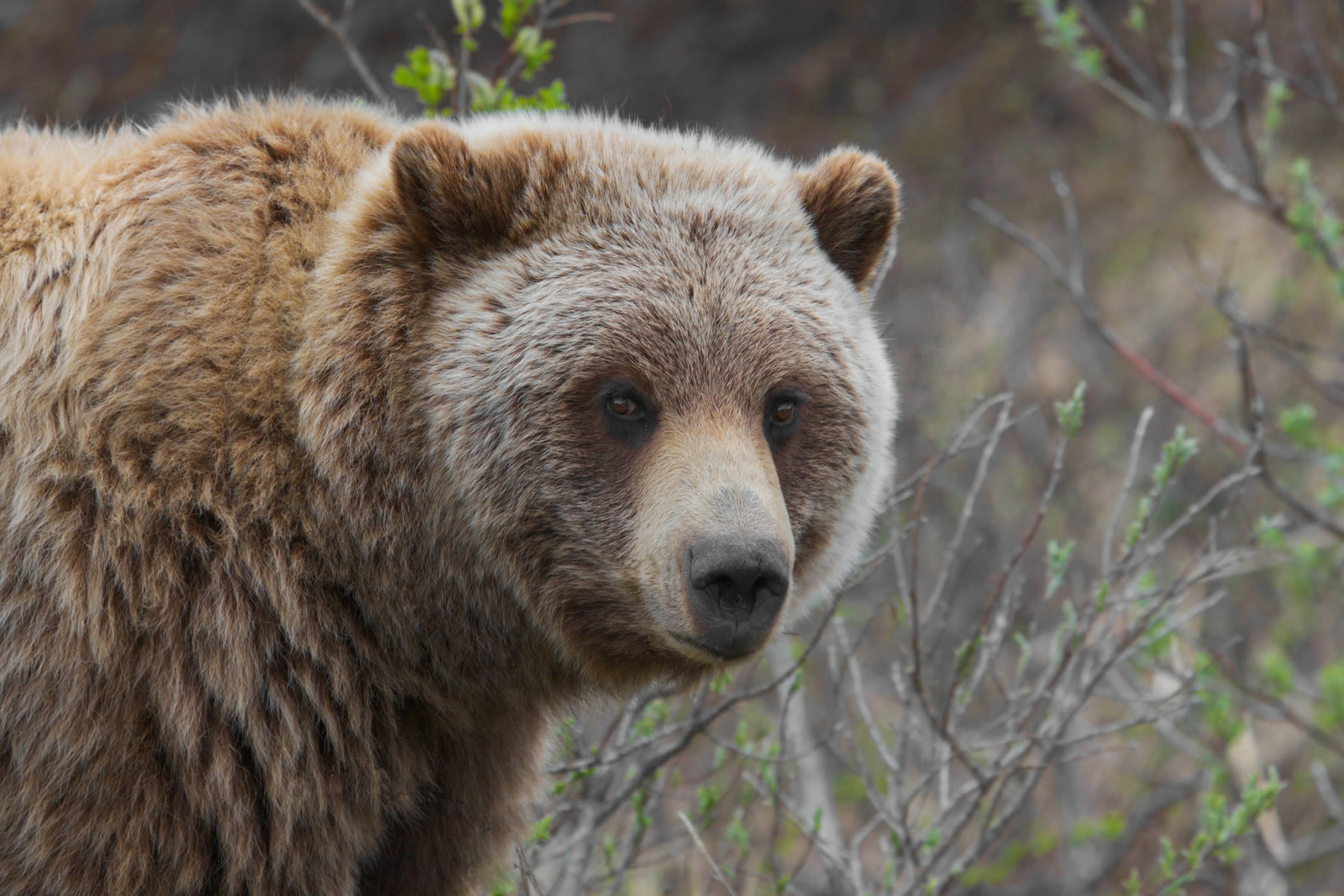Grizzly Bear: The Silver-Tipped Omnivore That Shapes the West