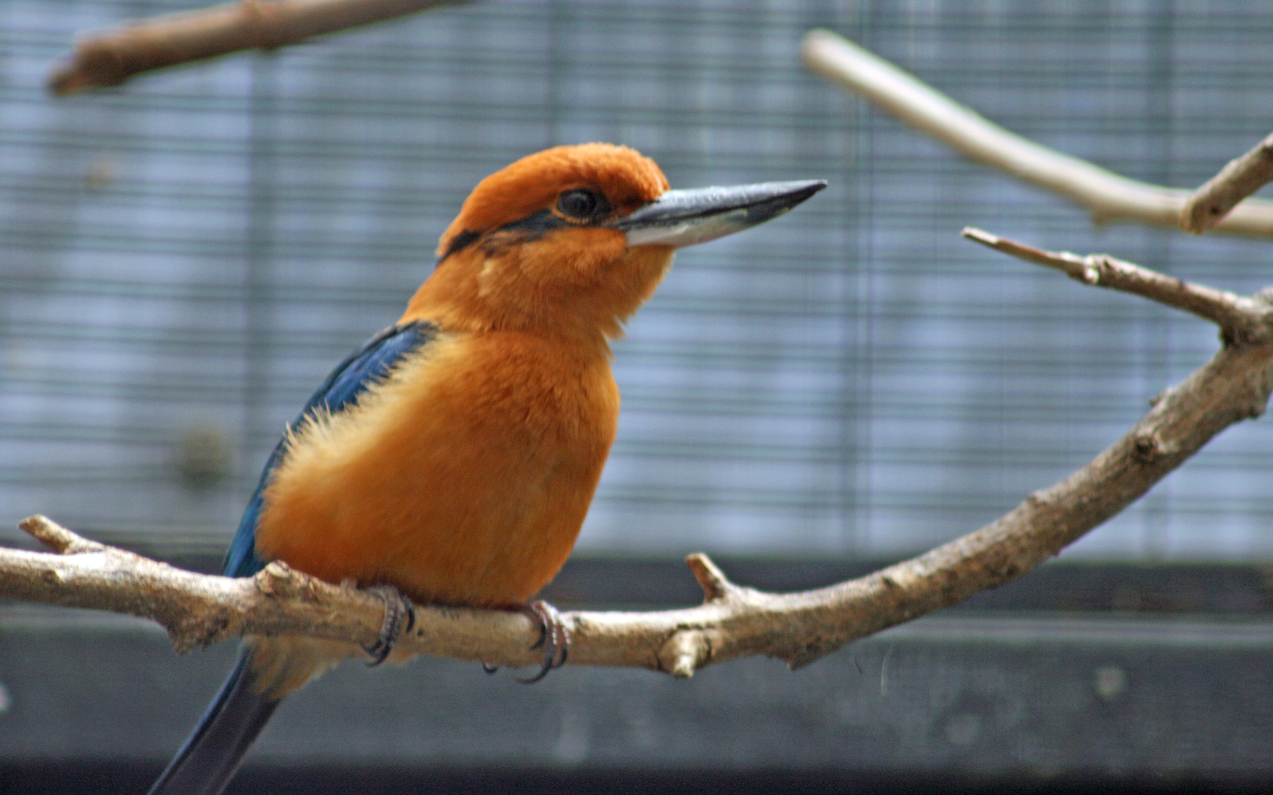 Guam Kingfisher (Sihek): Extinct in the Wild, Now Flying Free Again