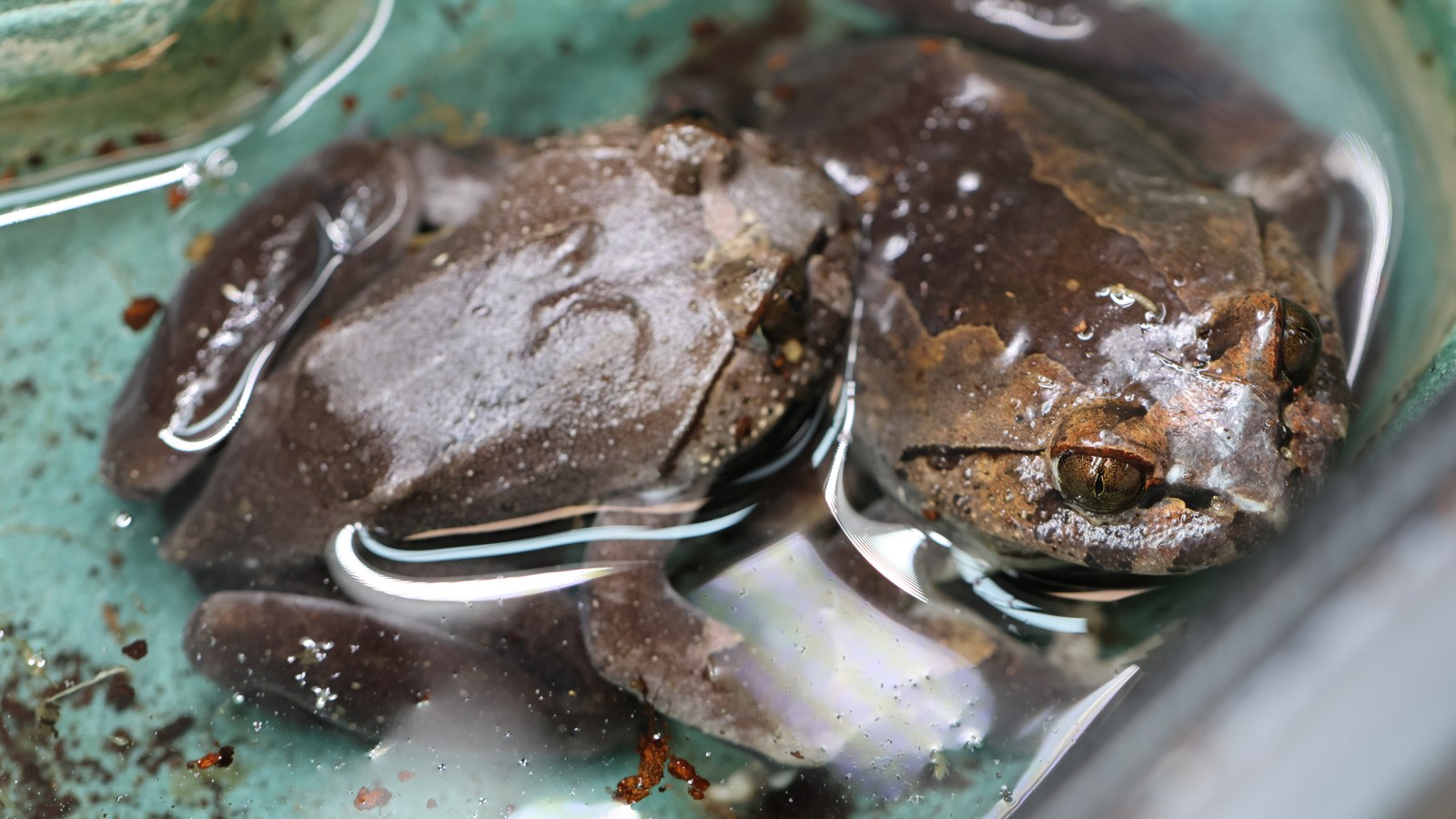Hairy Frog: Bone Claws, Breeding Hair, and the Horror-Frog Myth