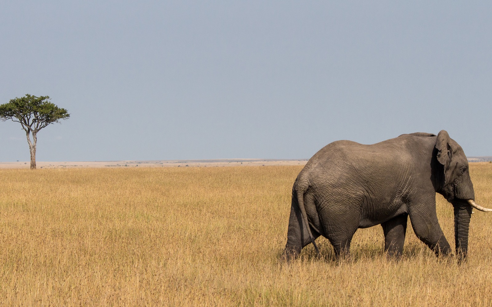 Heaviest Land Mammals Ranked: African Bush Elephant Still Rules