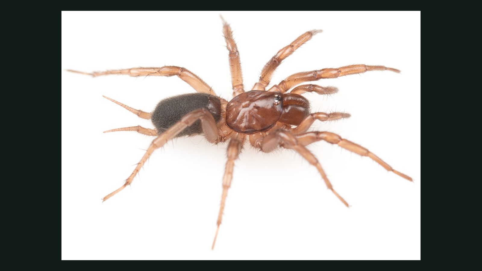 Hexura vandal: Idaho's New Endemic Funnel-Web Spider