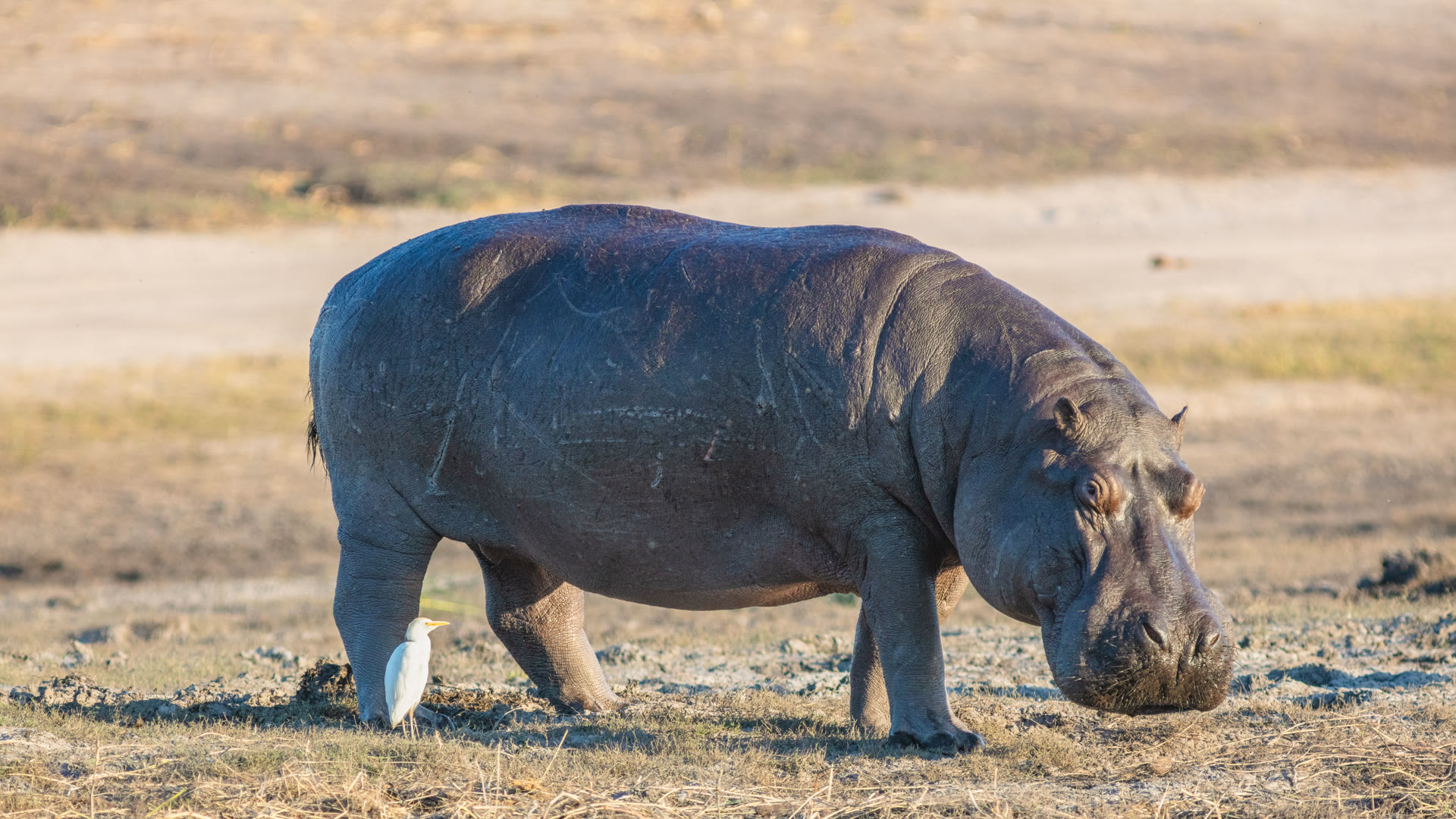 Hippopotamus: Can't Swim, "Blood Sweat," and Why River Horses Are Dangerous