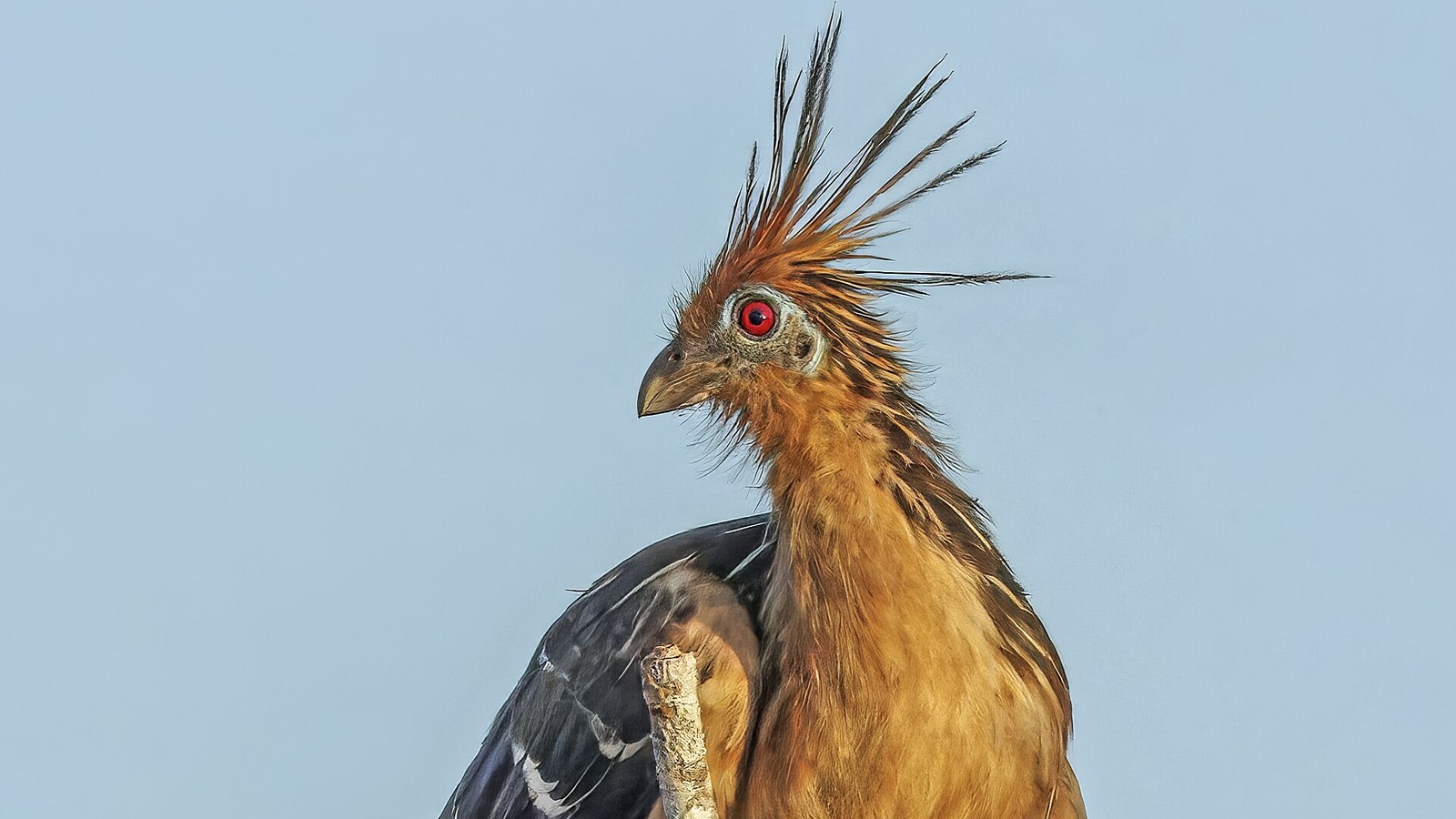 Hoatzin: Stinkbird, Cow-Like Gut, and Clawed Chicks