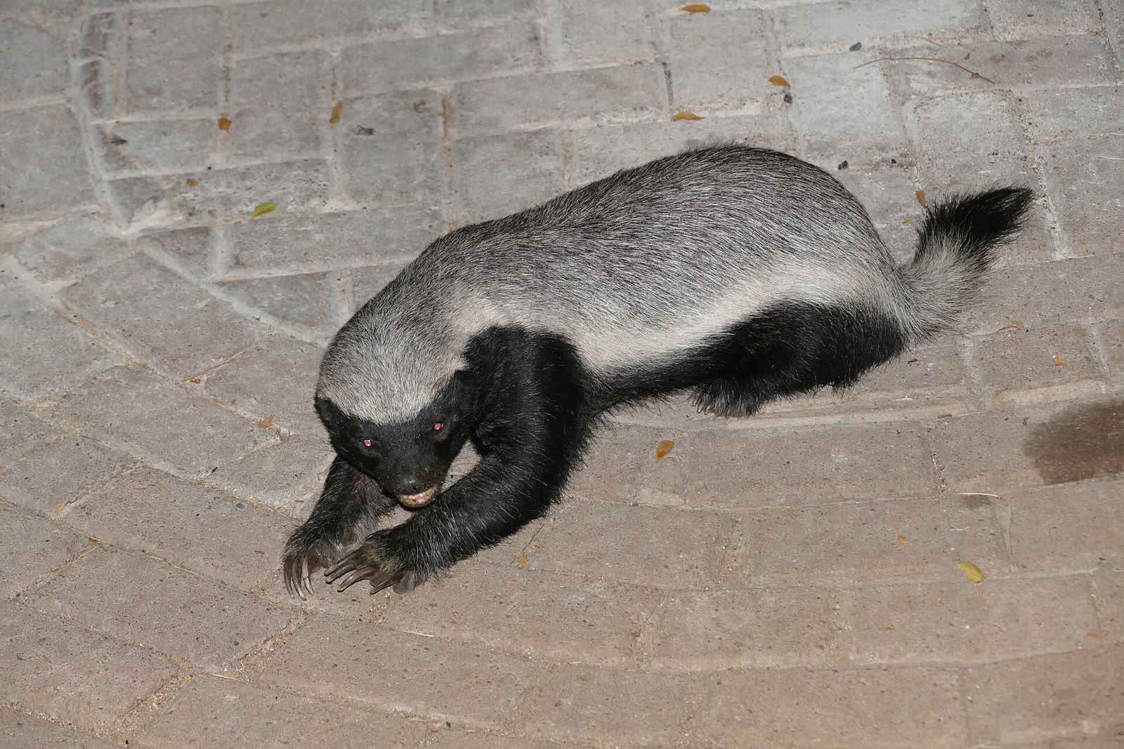 Honey Badger: Loose Skin, Tough Attitude, and Real Limits