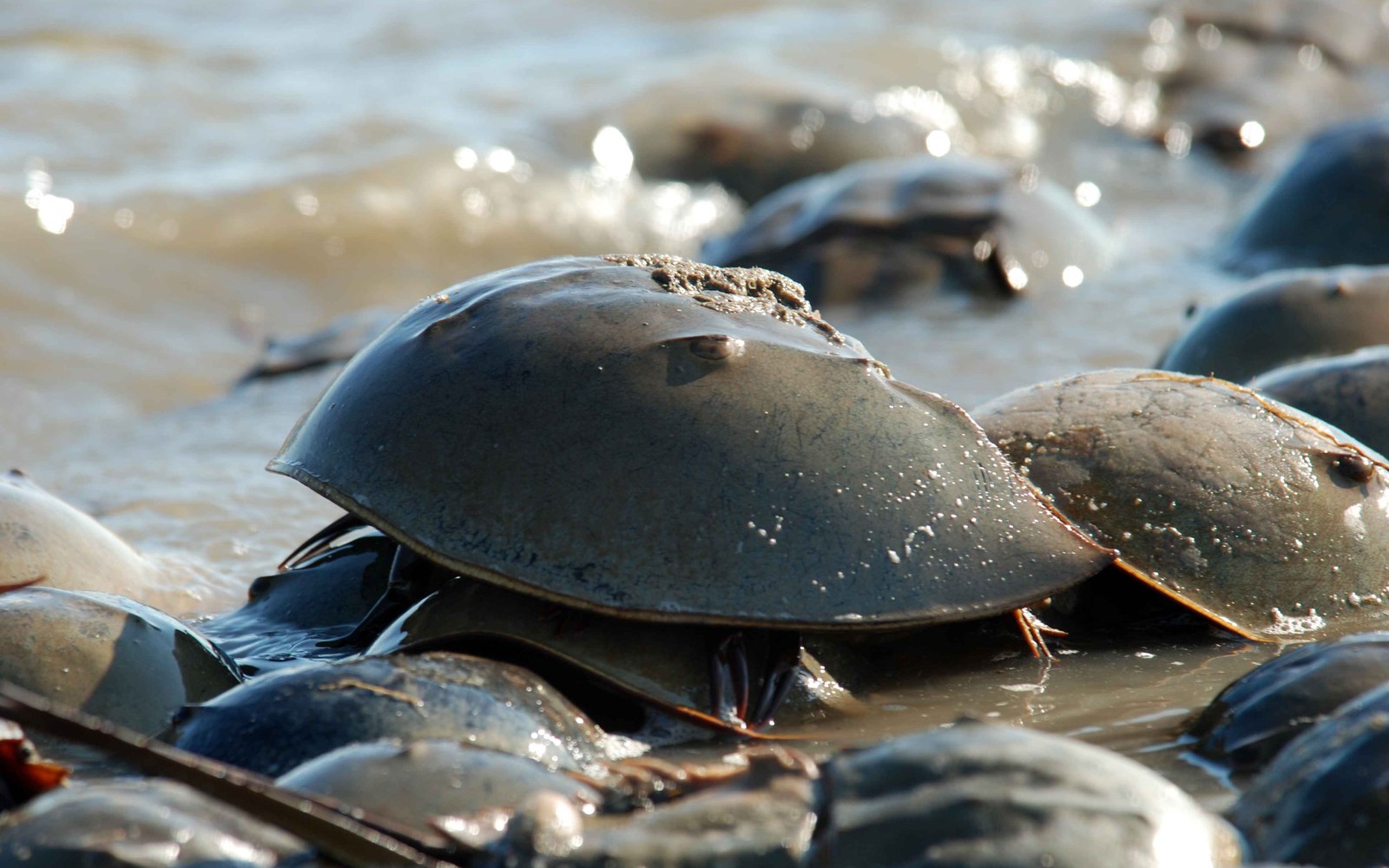 Horseshoe Crab Blood: Is Medicine Still Using It? The 2026 Switch