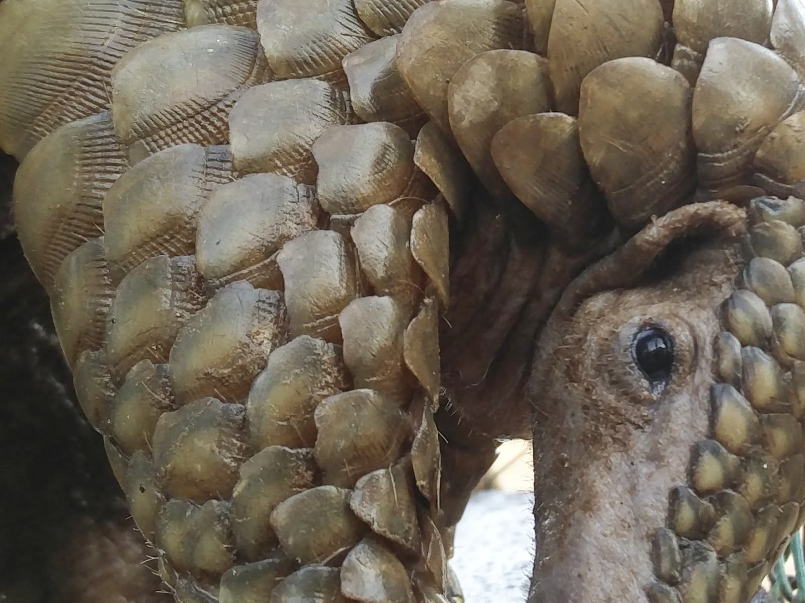 Indian Pangolin: Keratin Scales, Sticky Tongue, Most Trafficked Mammal