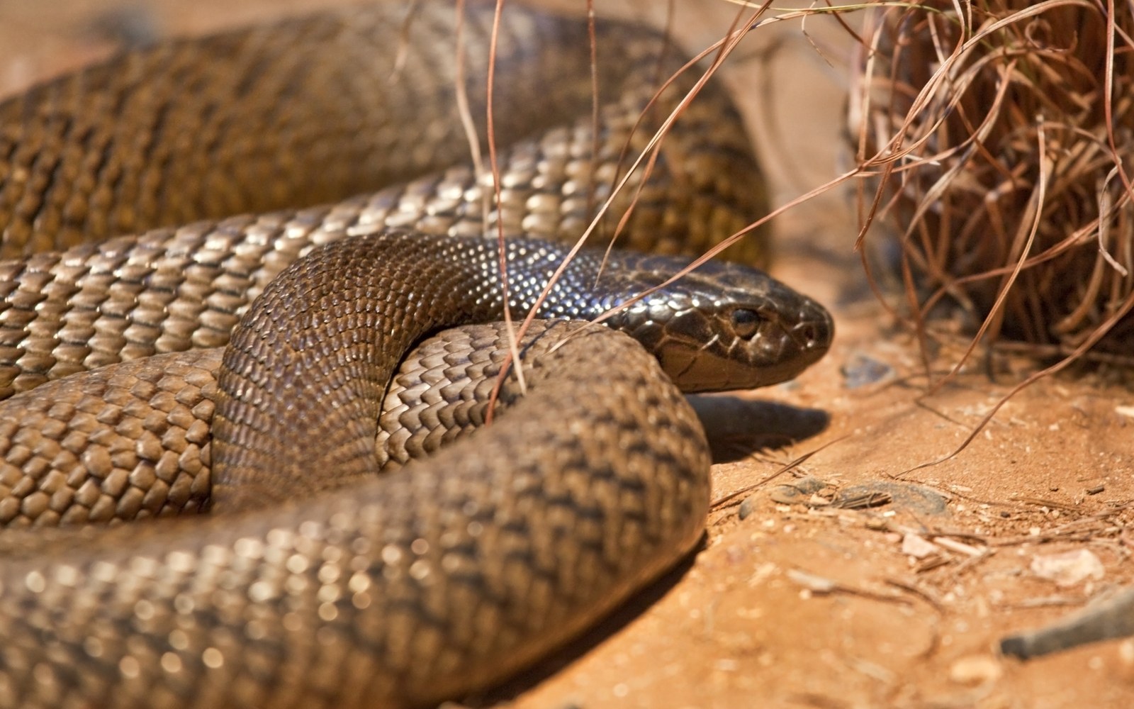 Has Anyone Died From an Inland Taipan Bite?