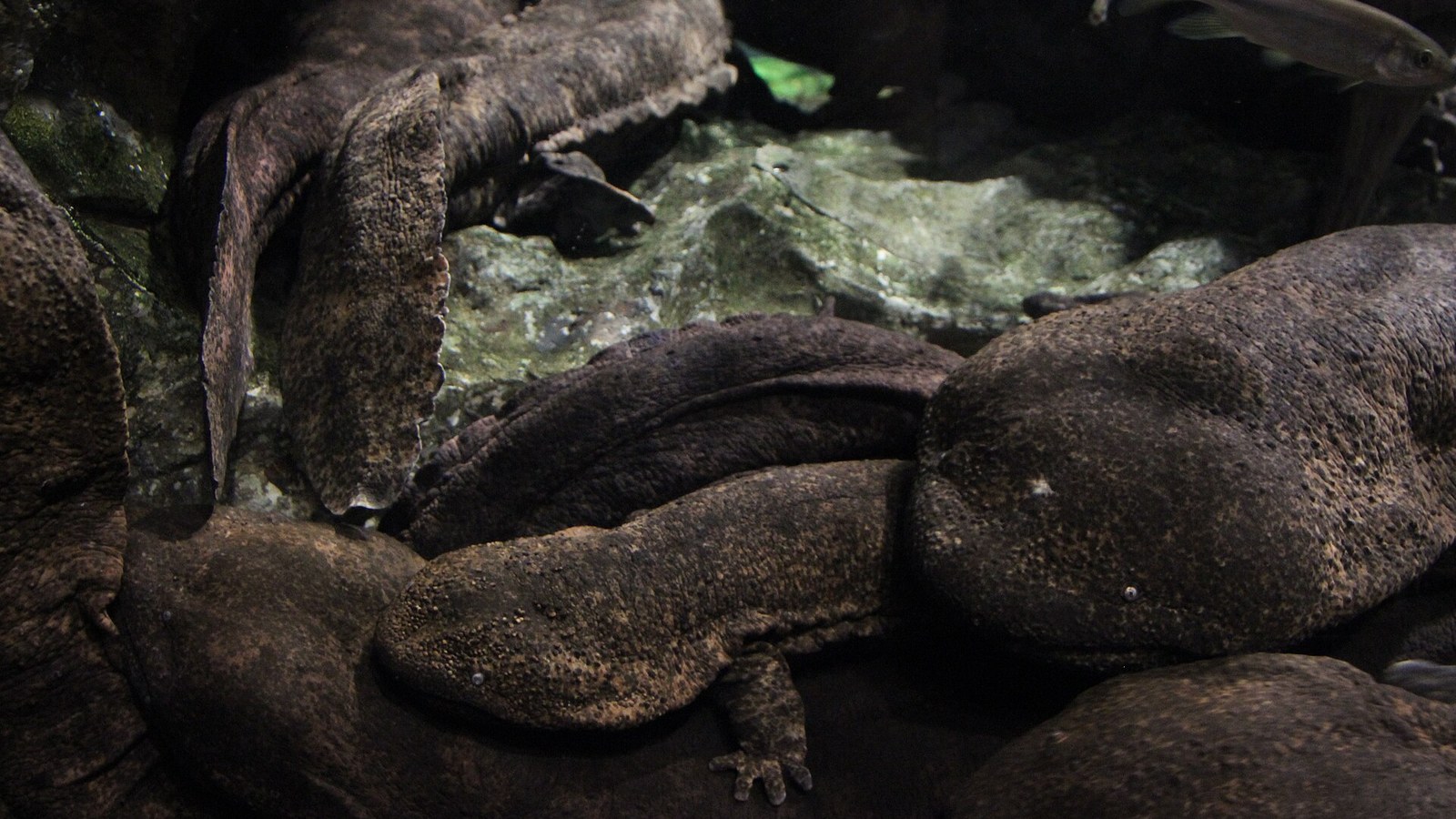 How Big Is the Japanese Giant Salamander? Nearly the World's Largest