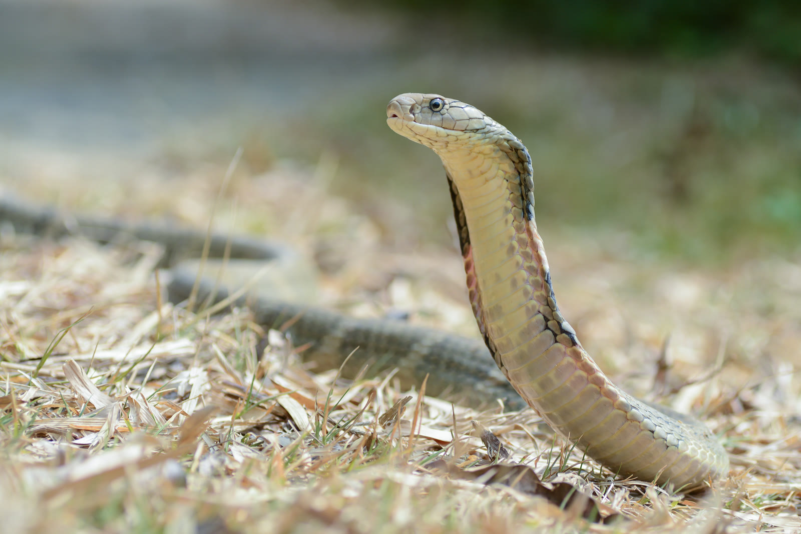 King Cobra: World's Longest Venomous Snake (Not a True Cobra)