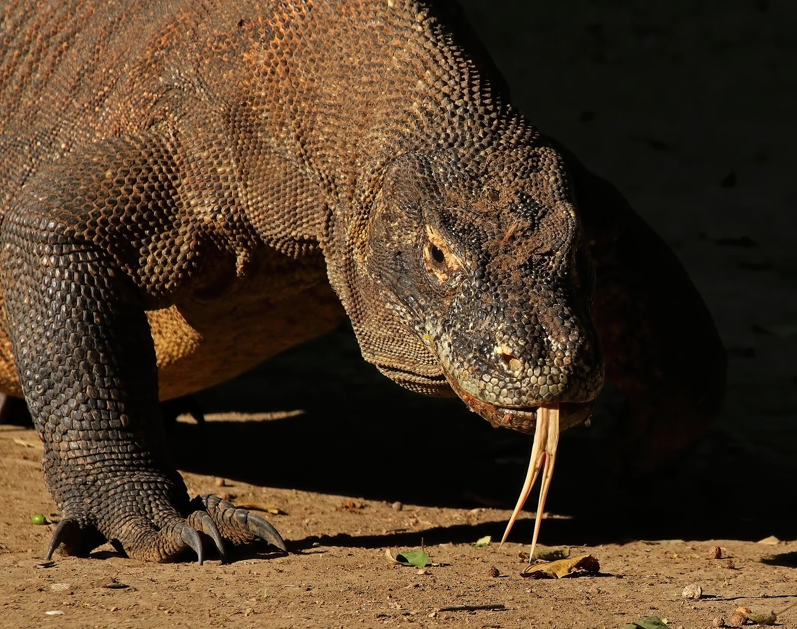 Komodo Dragon: World's Largest Lizard, Venom, and Island Rule
