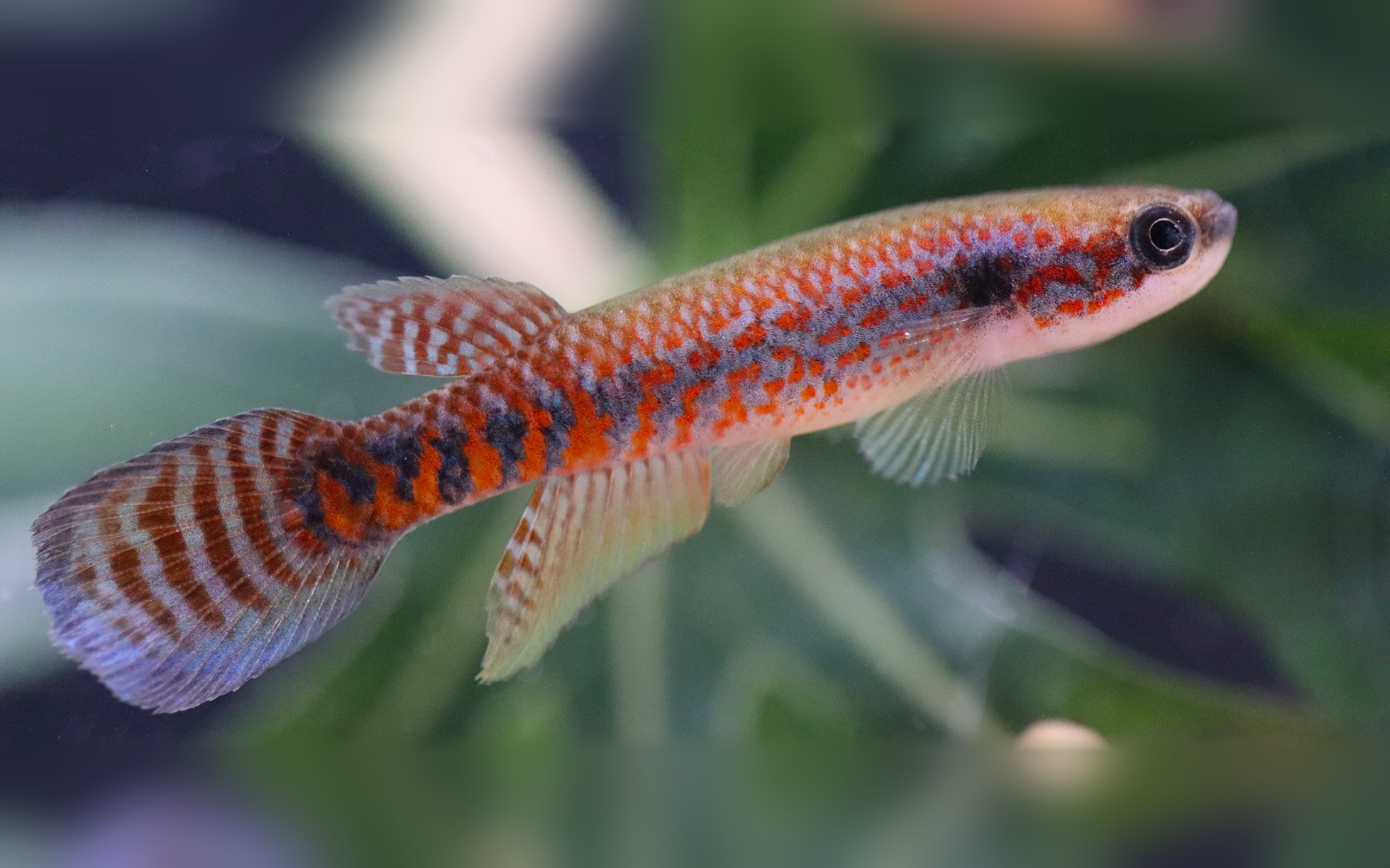Laranja Killifish: The Tiny Orange Fish Already at Risk