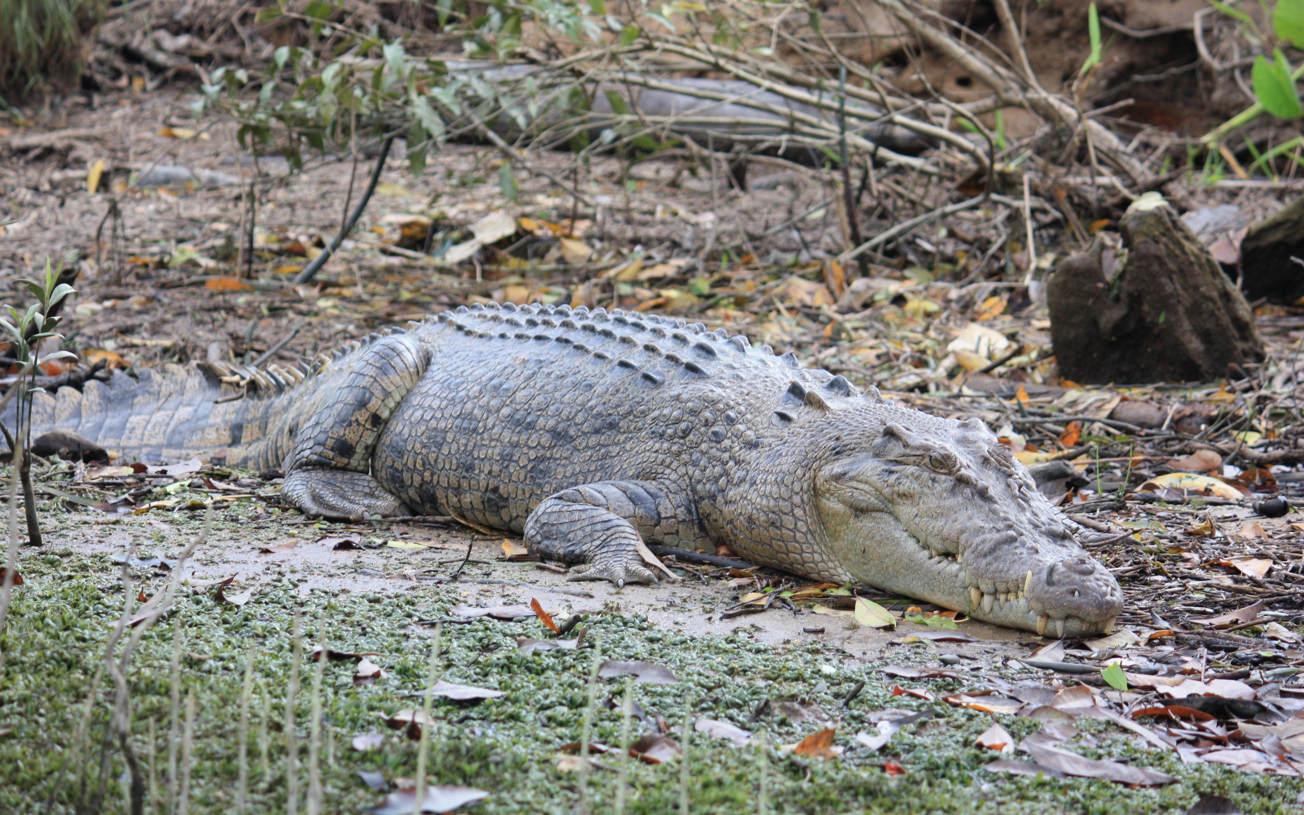Largest Reptiles in the World, Ranked: The Saltwater Crocodile Is No. 1