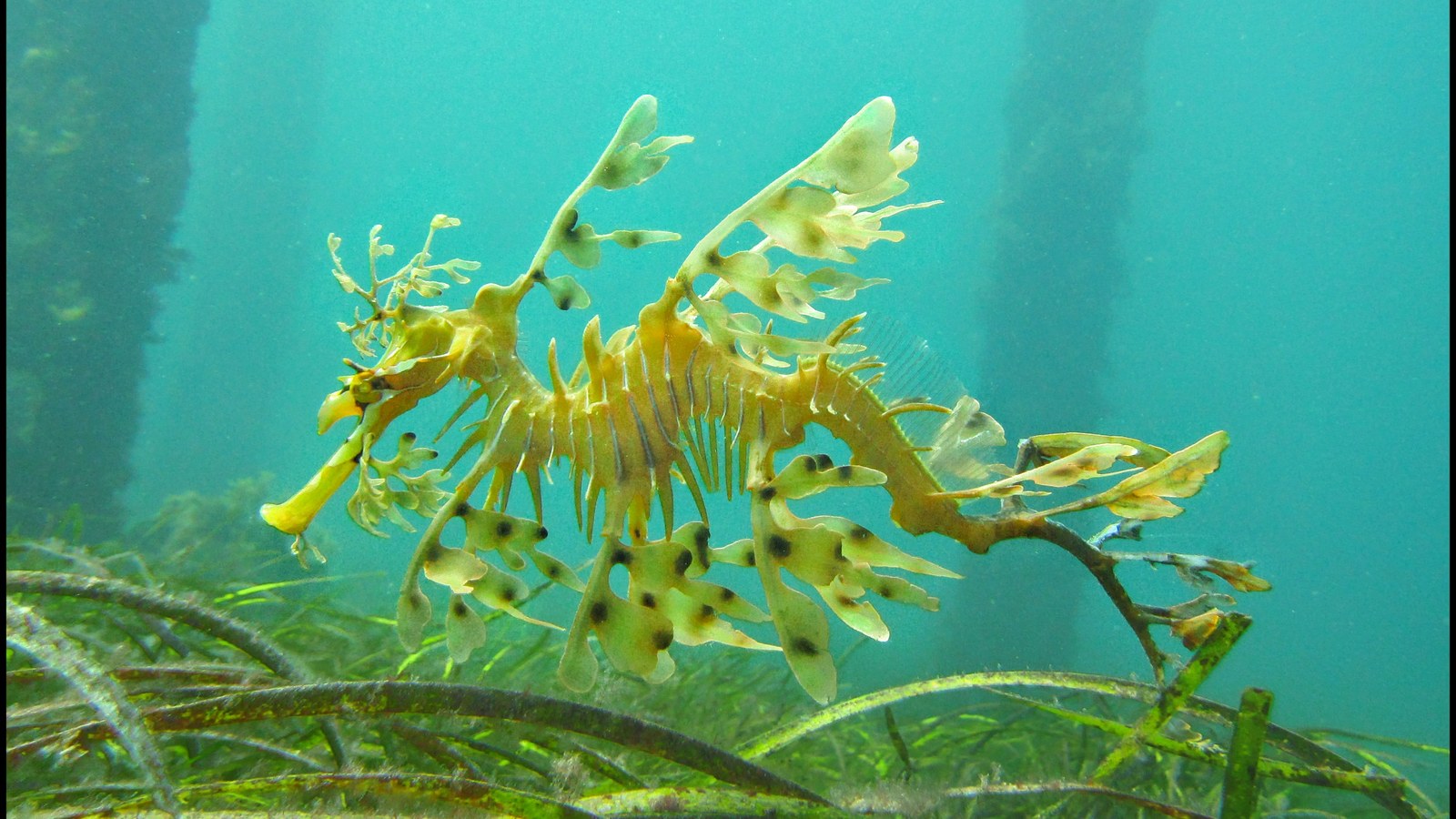 Leafy Sea Dragon: Camouflage, Male Pregnancy, and SA Algal Bloom