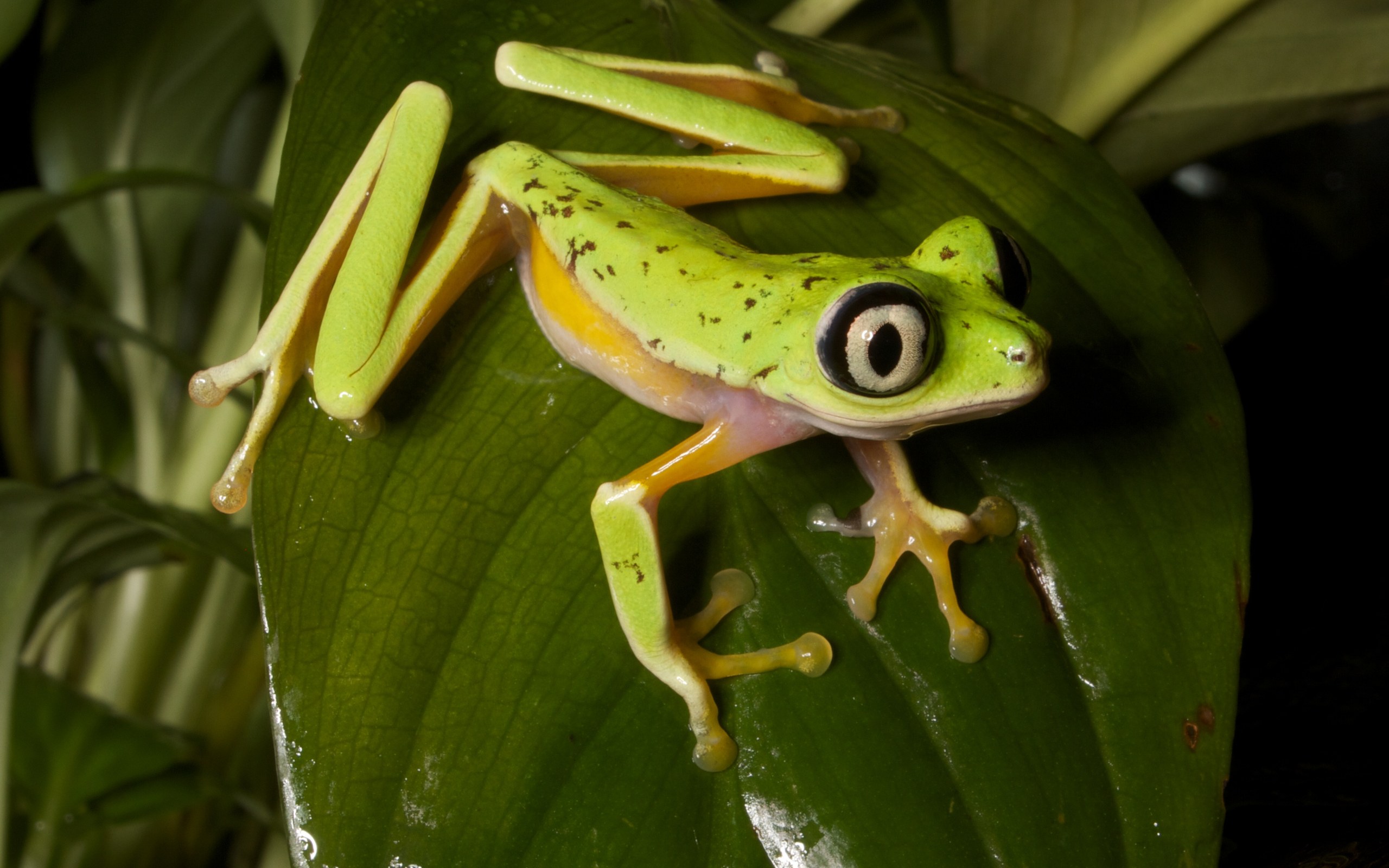 Lemur Leaf Frog: The Frog That Turns Brown at Night