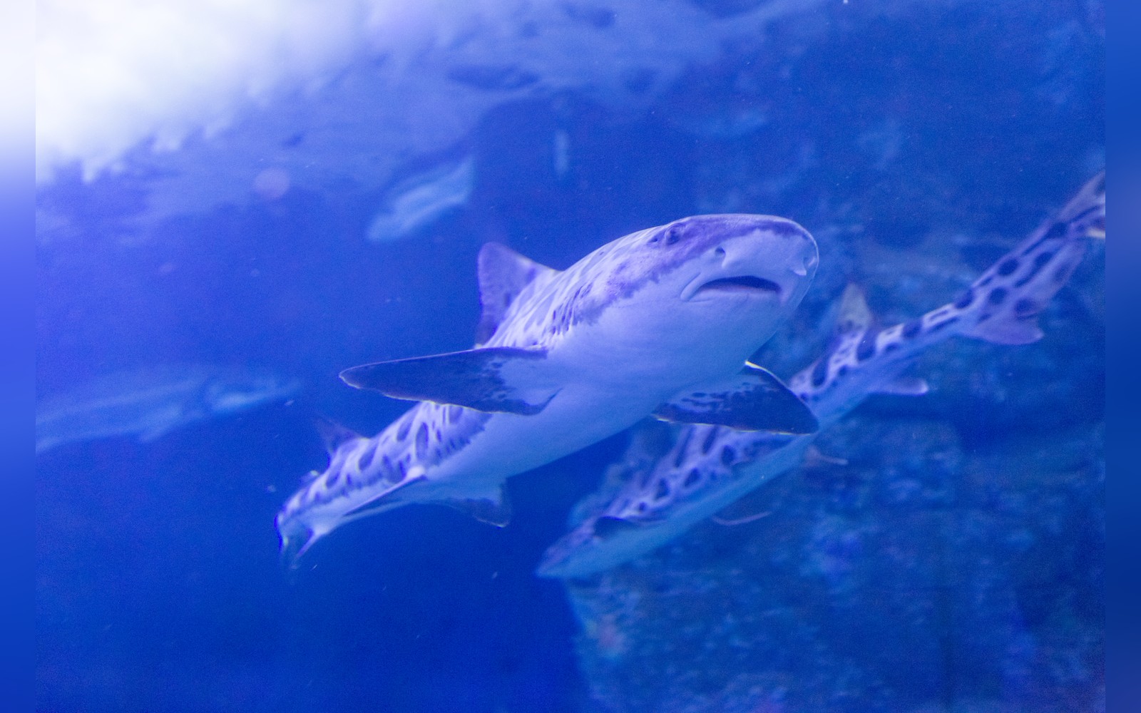Are Leopard Sharks Dangerous? California's Spotted Mudflat Hunter