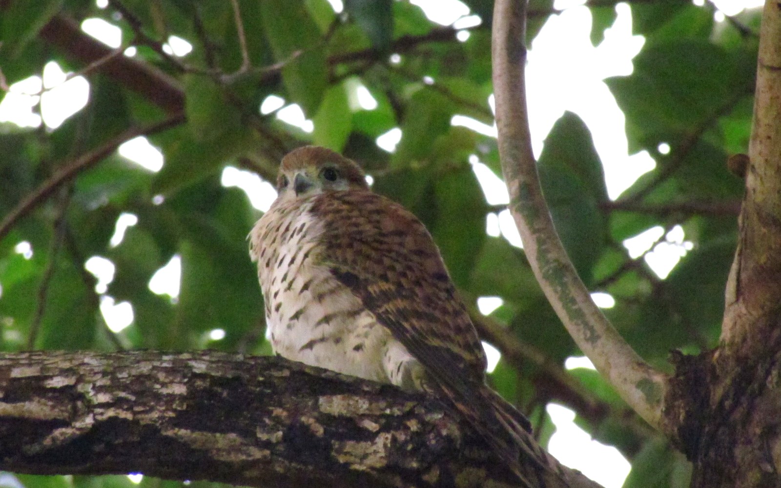 Mauritius Kestrel: Saved From Four Birds, Now Declining Again