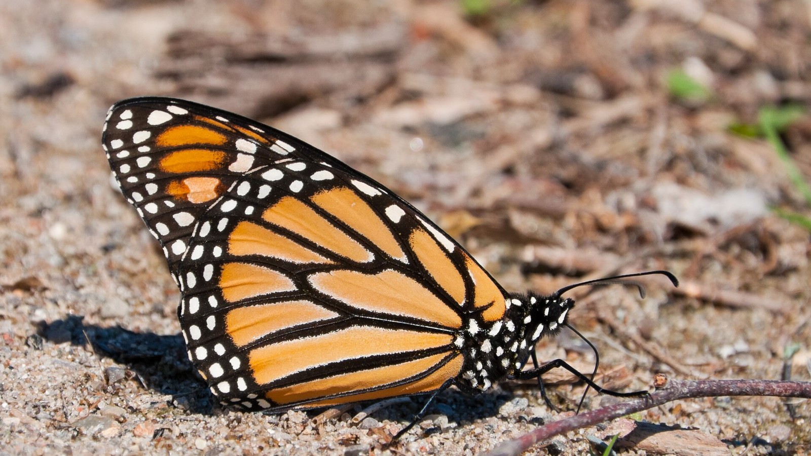 Monarch Butterfly: Multi-Generation Migration and Milkweed Chemistry