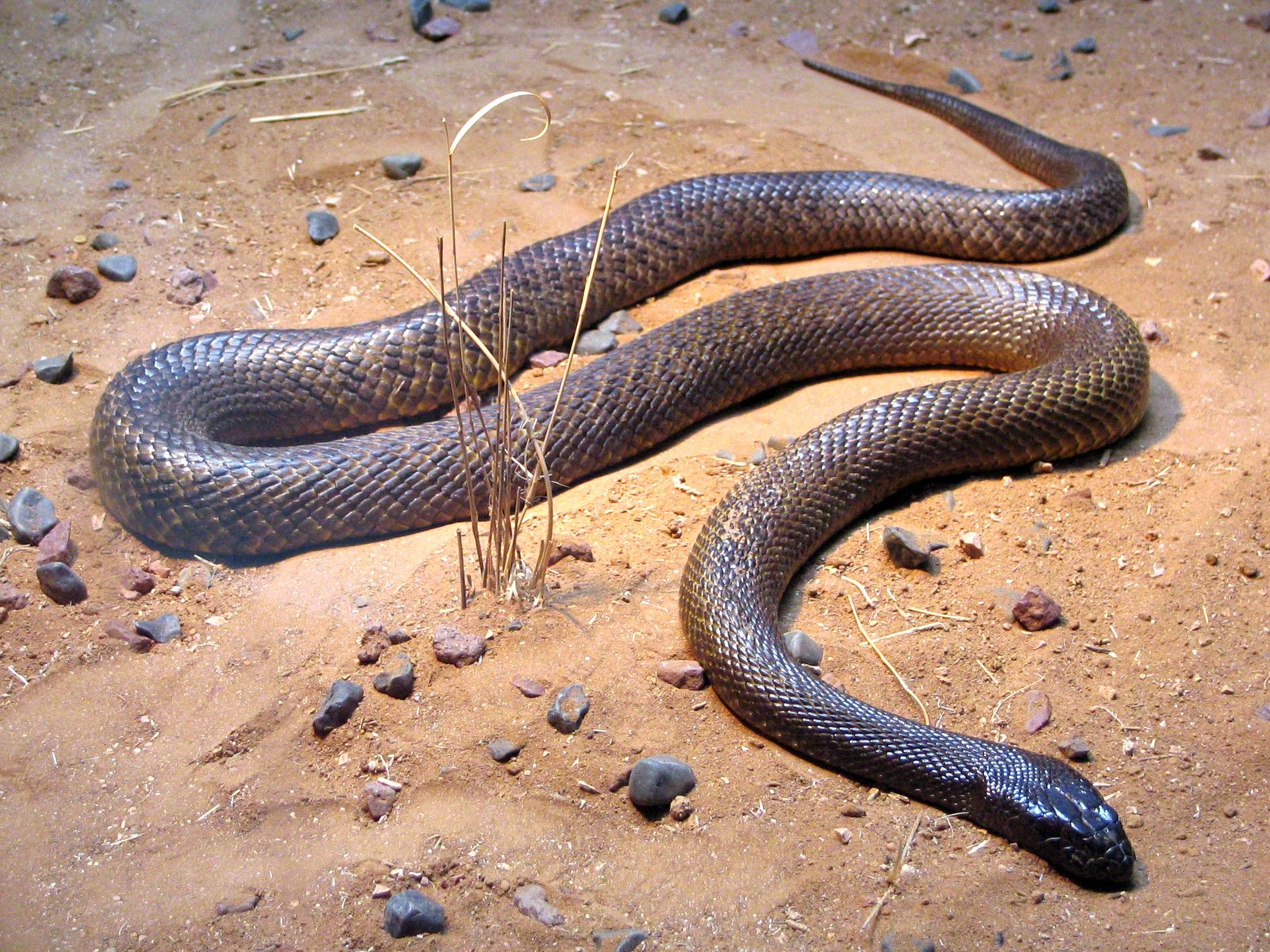 Most Venomous Snakes: Inland Taipan, LD50 Rankings, and Why Deadliest Differs