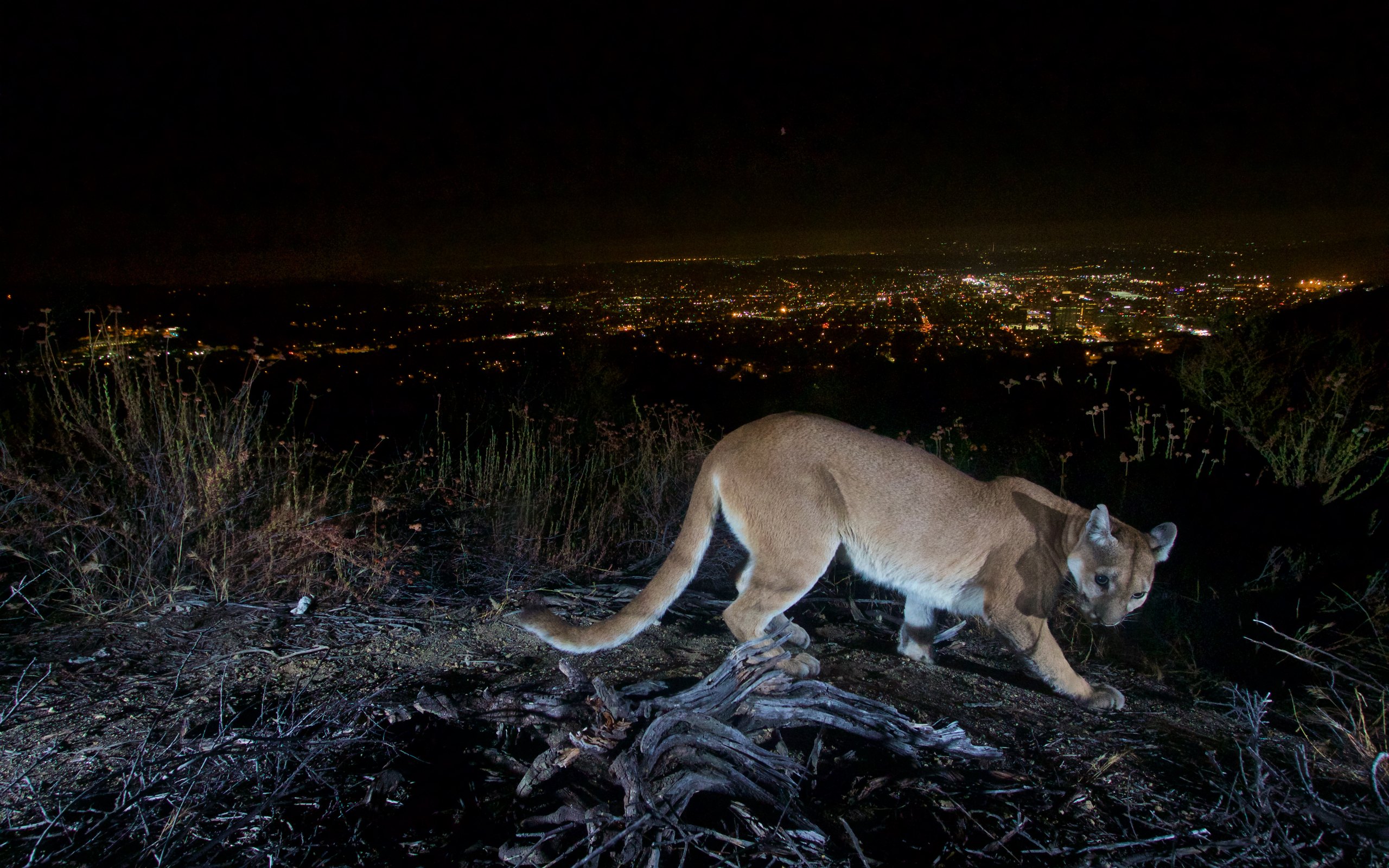 Mountain Lion: Do Cougars Really Scream Like a Person?