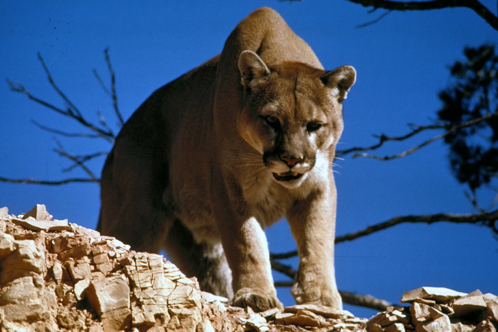 Mountain Lion: The Americas' Ghost Cat of Many Names