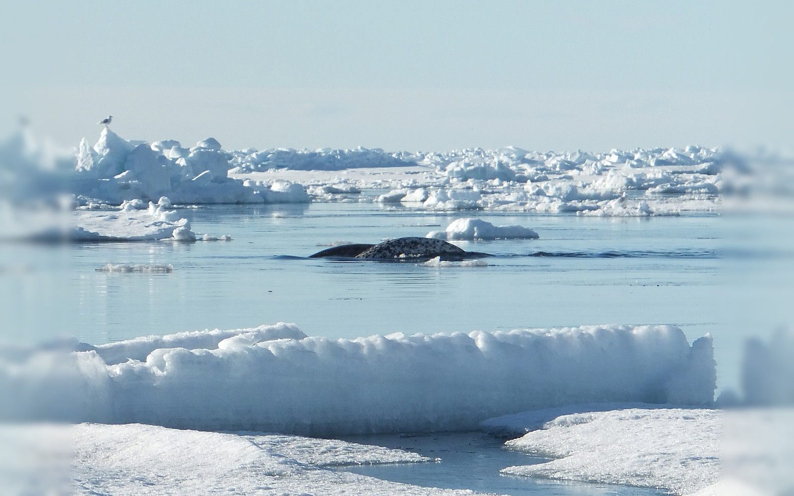 Narwhal Tusk: Not a Horn — A Tooth, Sensor, and Arctic Tool