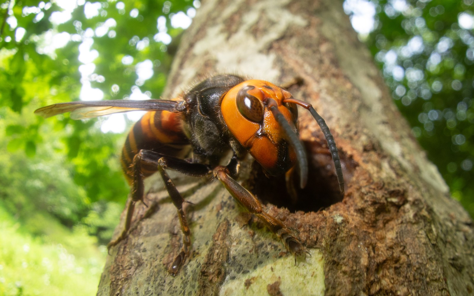 Murder Hornet Facts: Eradicated in the US, Cooked Alive by Bees