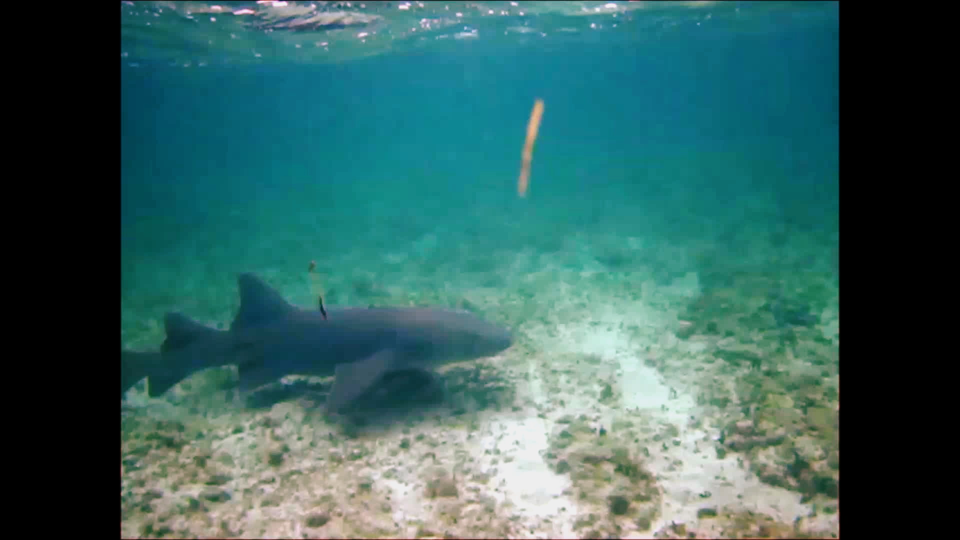 Nurse Shark Xanthism: The Orange Shark Off Costa Rica