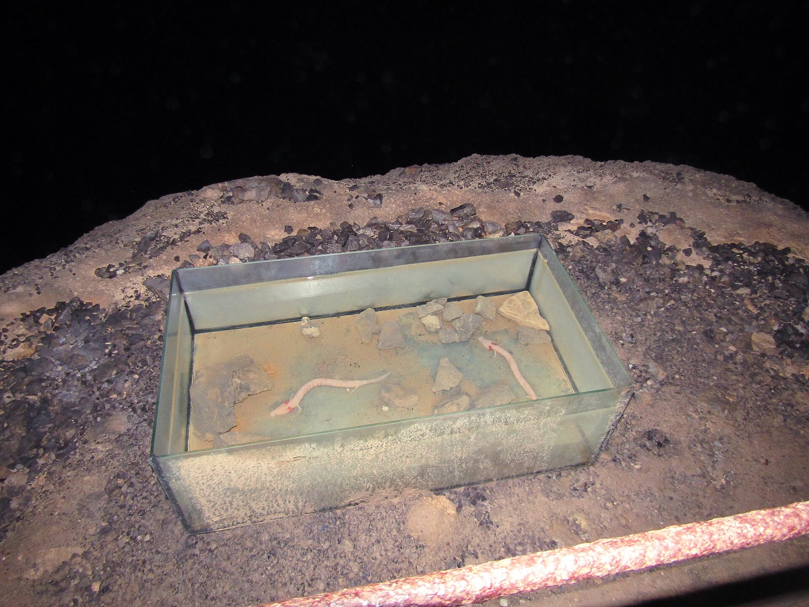 Olm: Blind Cave Salamander, Century Lifespan, and the Human Fish