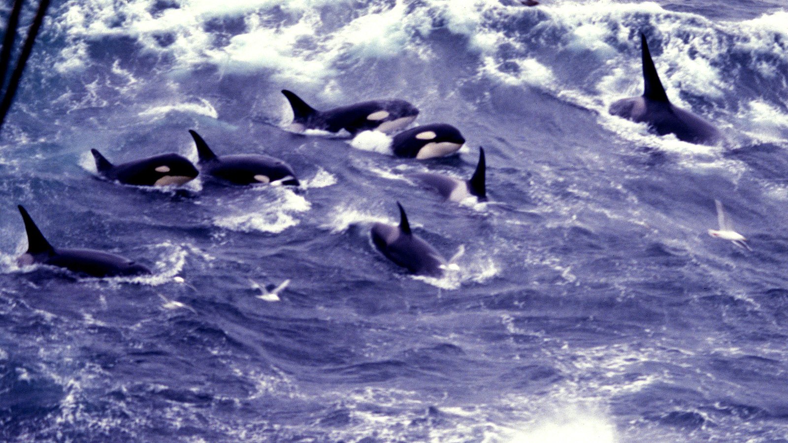 Orca: Matrilineal Pods, Hunting Culture, and Menopause at Sea