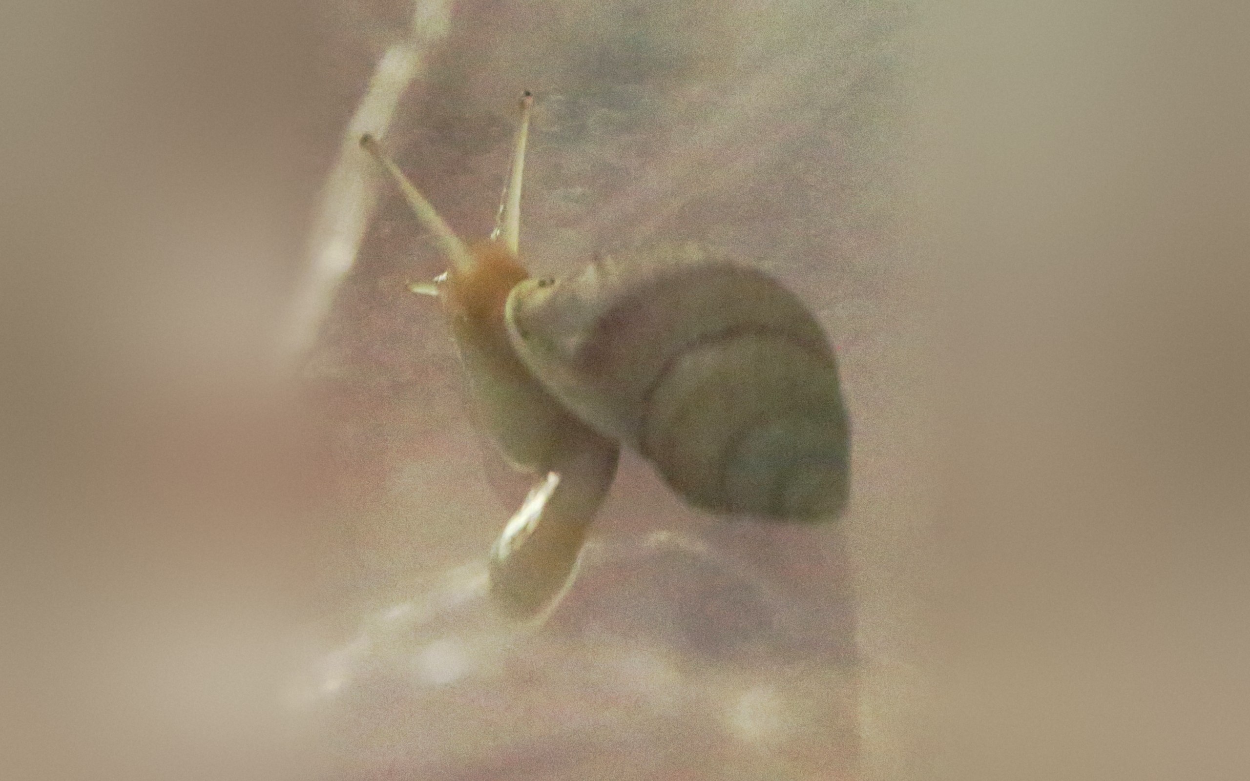 Partula Snail: The Tree Snail That Came Back From Extinction in the Wild