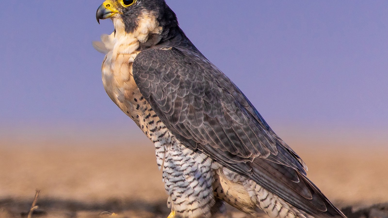 Peregrine Falcon: 200 mph Stoop and a DDT Comeback