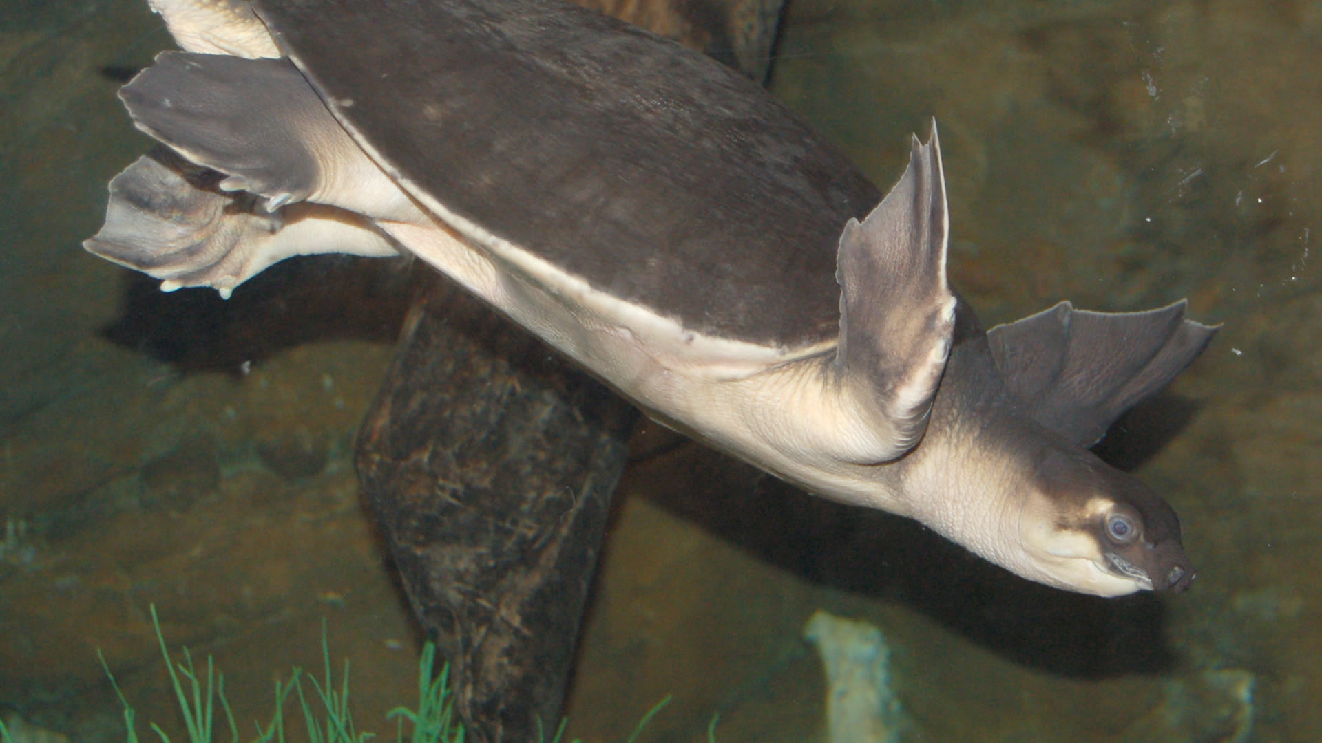 Pig-nosed Turtle: Flippers, Snorkel Snout, and the Last Carettochelyid