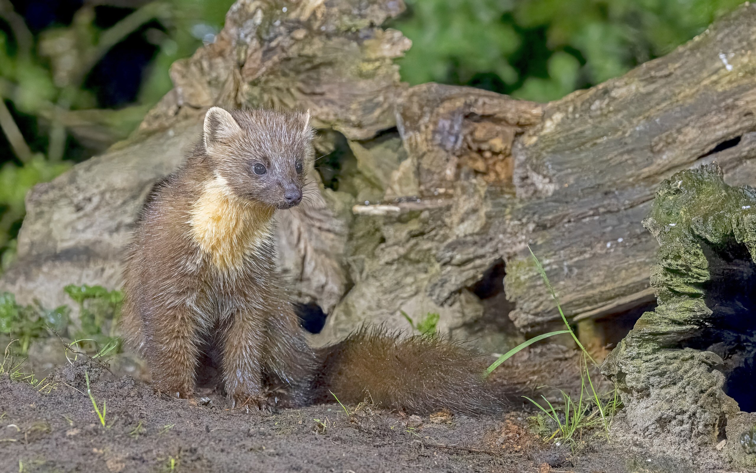 Pine Marten: The Predator That Helps Red Squirrels Beat Greys