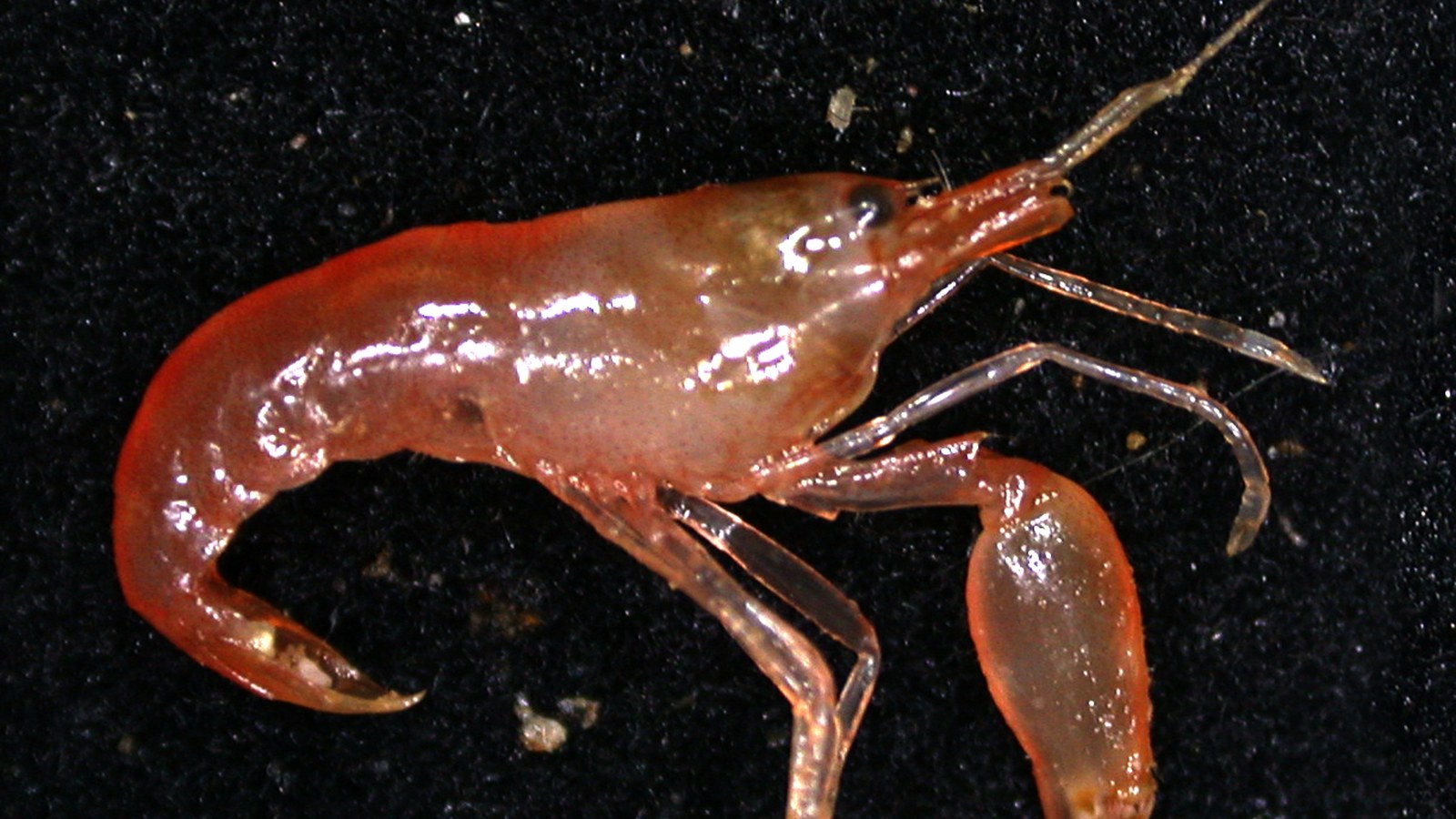 Pistol Shrimp: Cavitation Snap, Shockwave, and Shrimpoluminescence