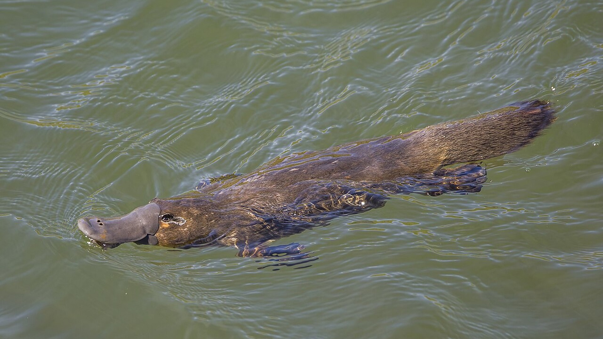 Platypus: Electroreception, Venom Spurs, and Egg-Laying Mammals