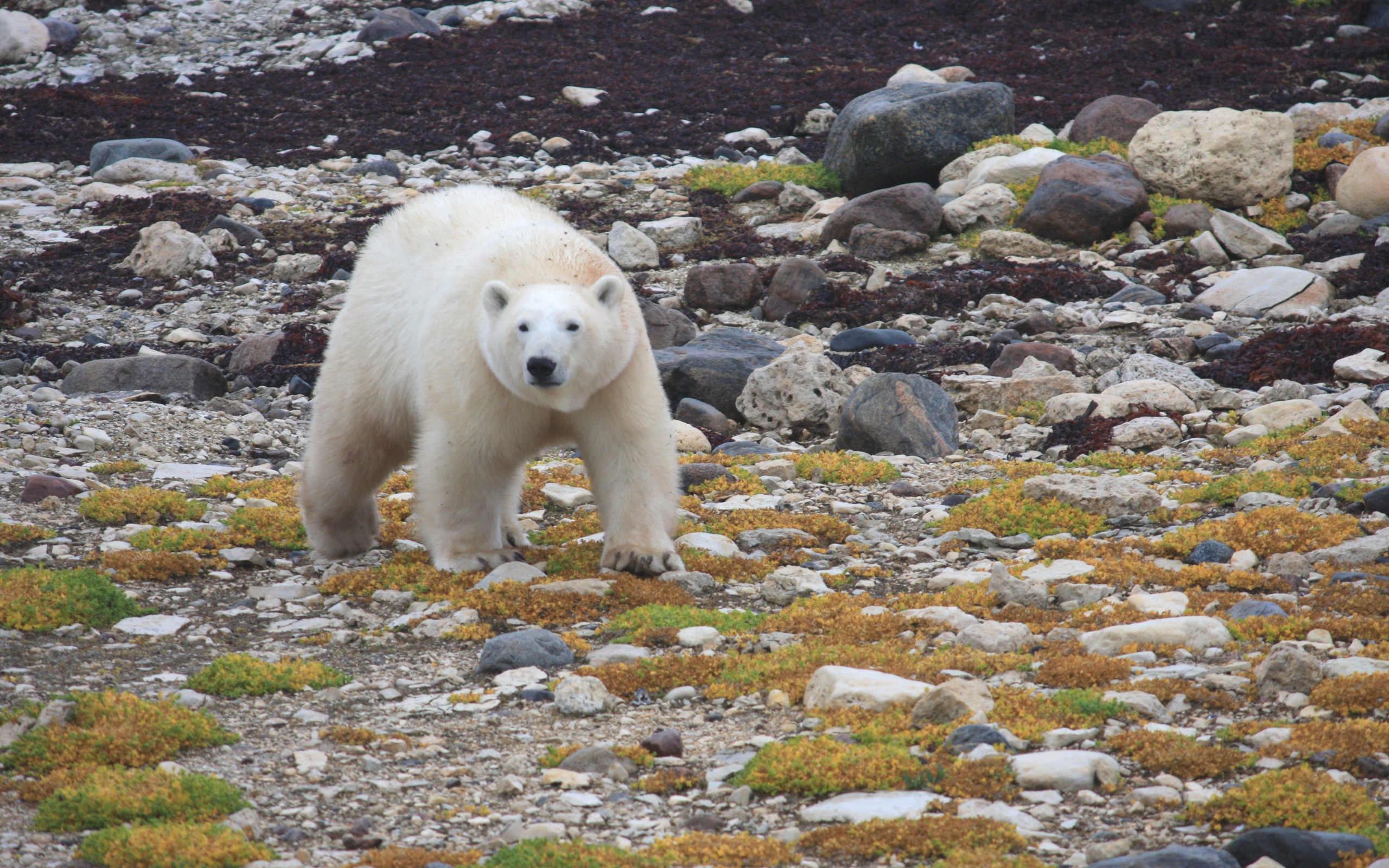 Polar Bear: Why Churchill's Bears Wait on Shore for Hudson Bay Ice