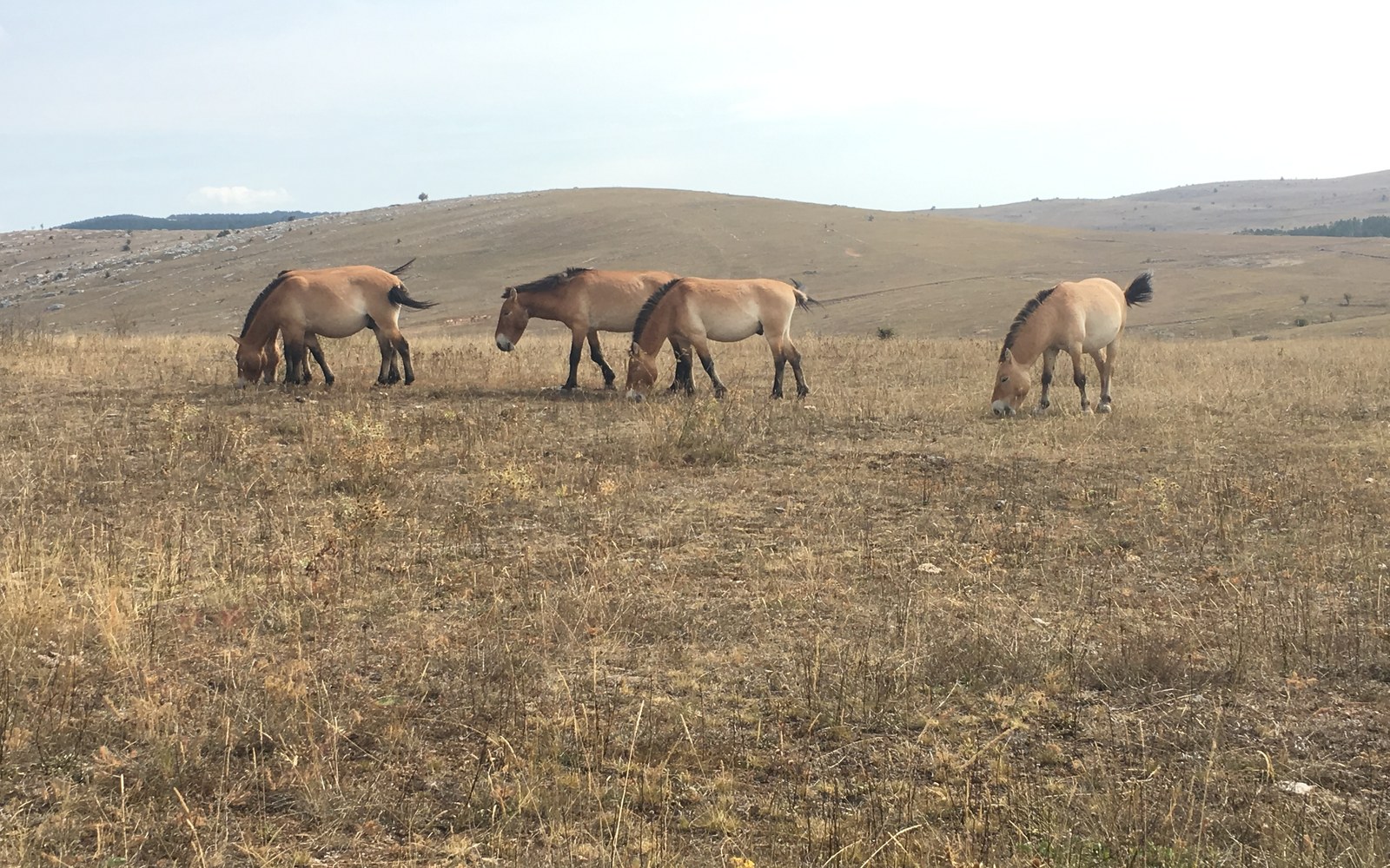 How Many Przewalski's Horses Are Left? Extinct in the Wild to Comeback