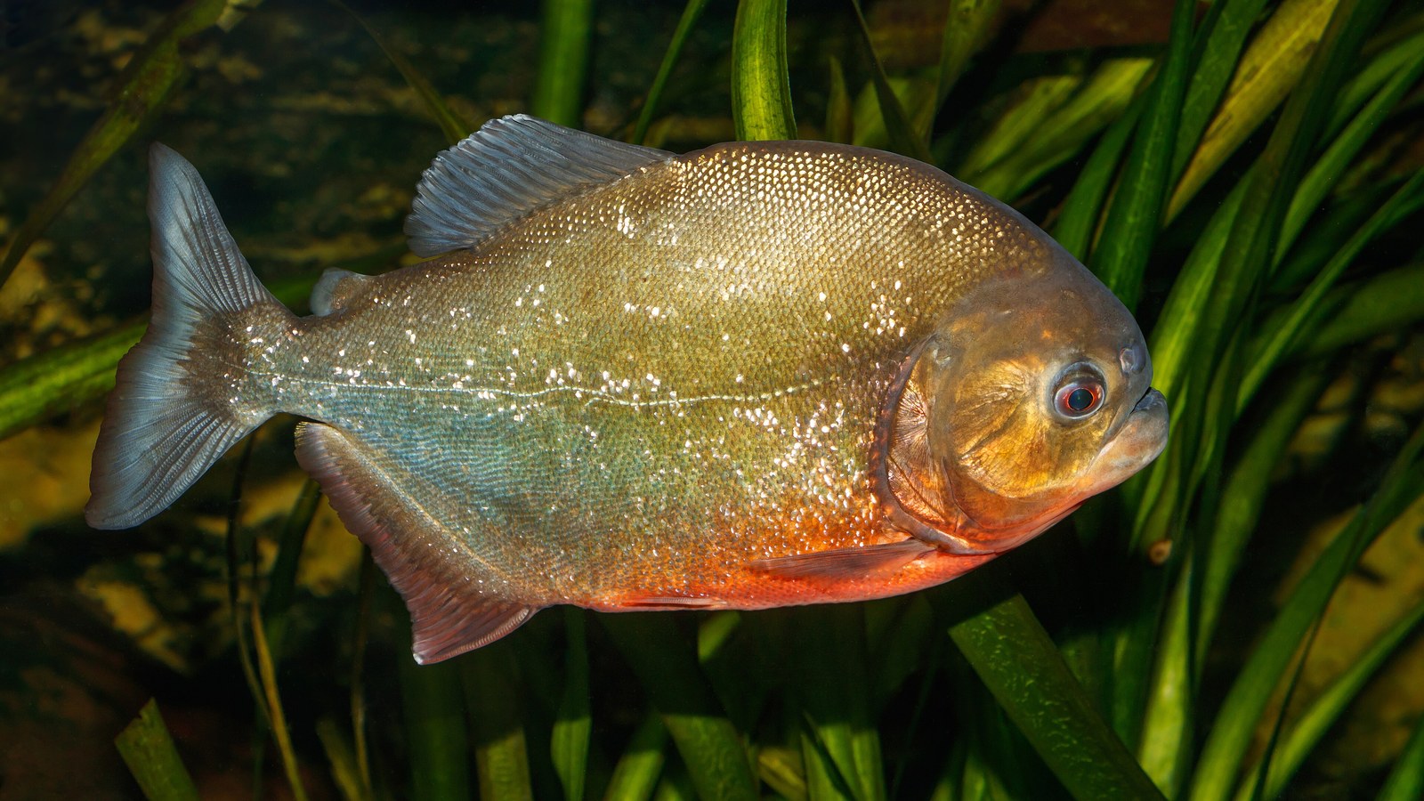 Do Piranhas Attack Humans? The Truth About Red-bellied Piranhas