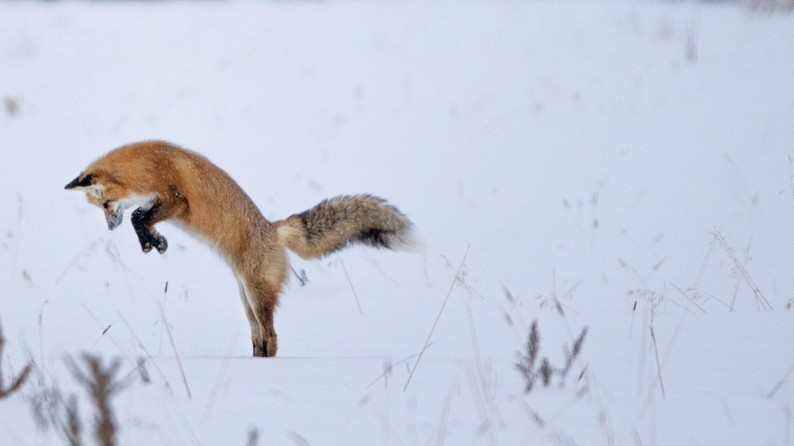 Red Fox: Mousing Pounce, Magnetic Aim, and the World's Widest Canid