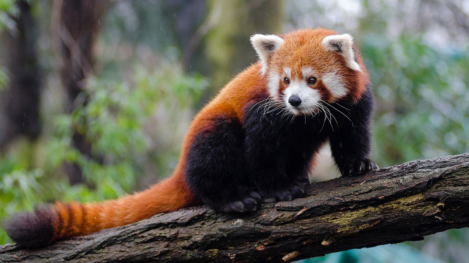 Why Do Red Pandas Have a False Thumb? Bamboo Grip and Climbing Roots