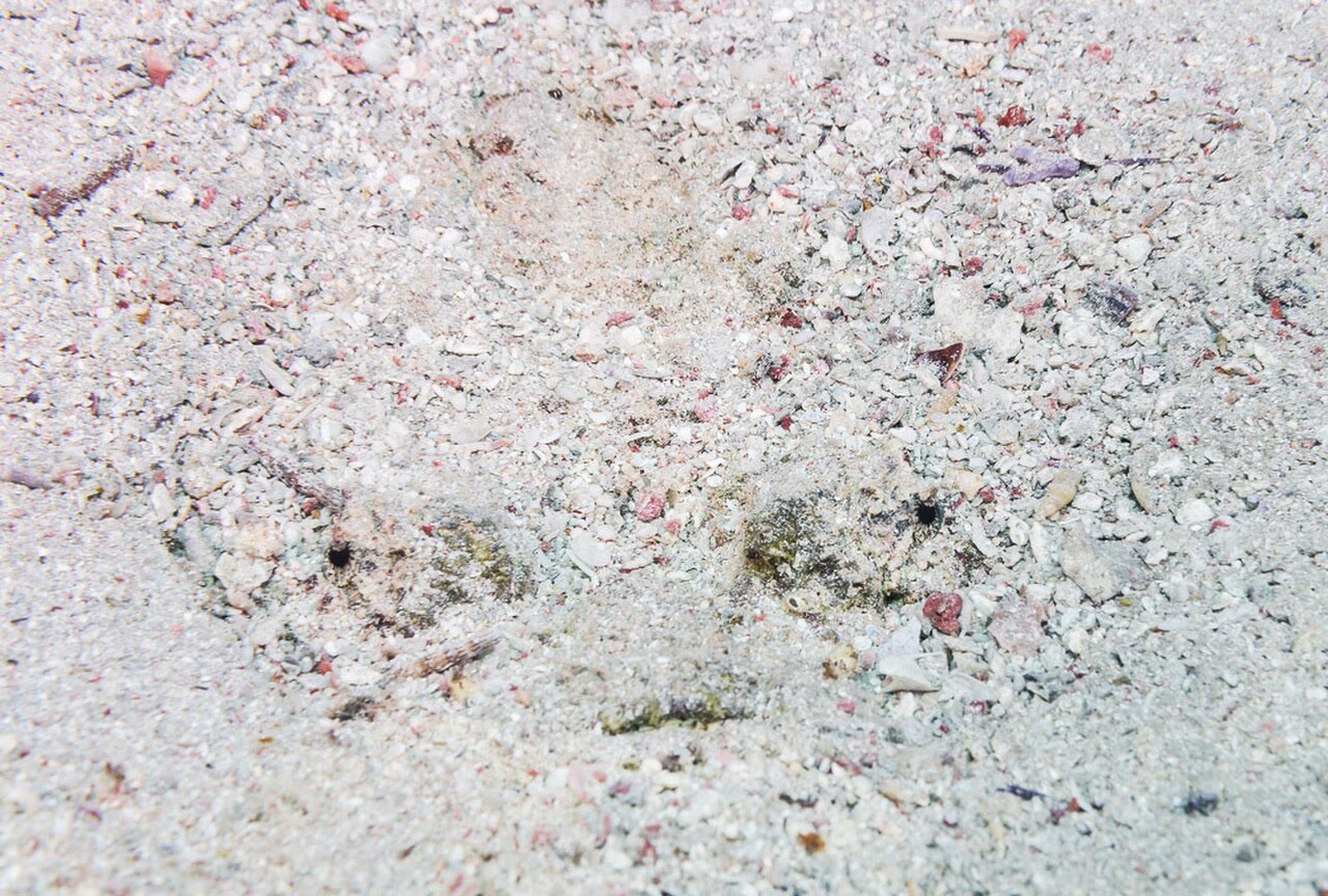 Reef Stonefish: Most Venomous Fish, Sting First Aid, and Antivenom