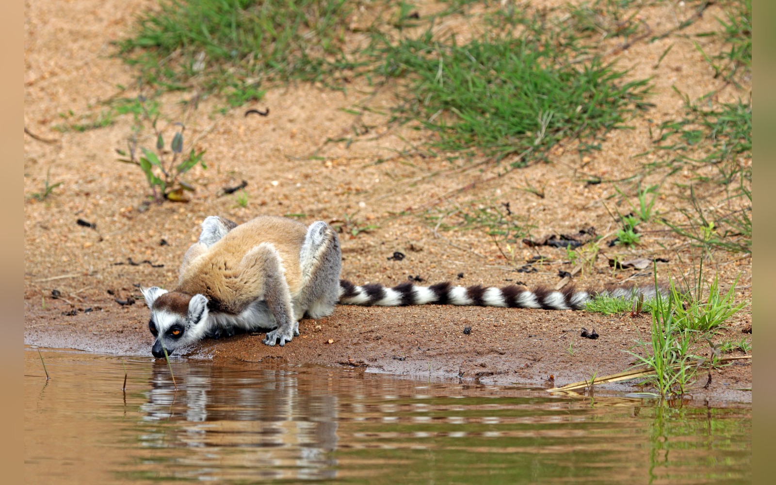 Why Do Ring-Tailed Lemurs Have Striped Tails? Sunbathing and Stink Fights